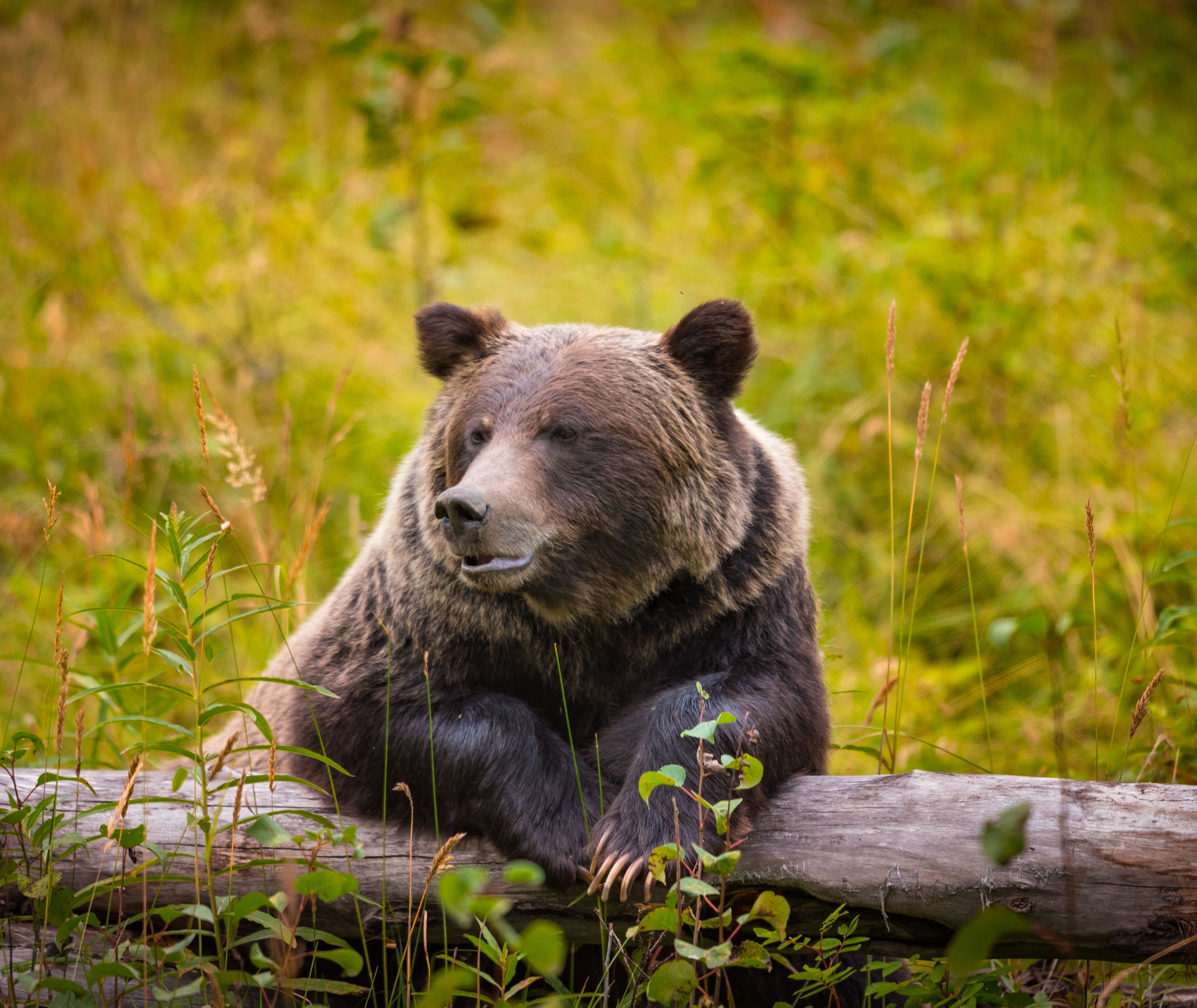 Canada-Rockies-Banff-grizzly-beer