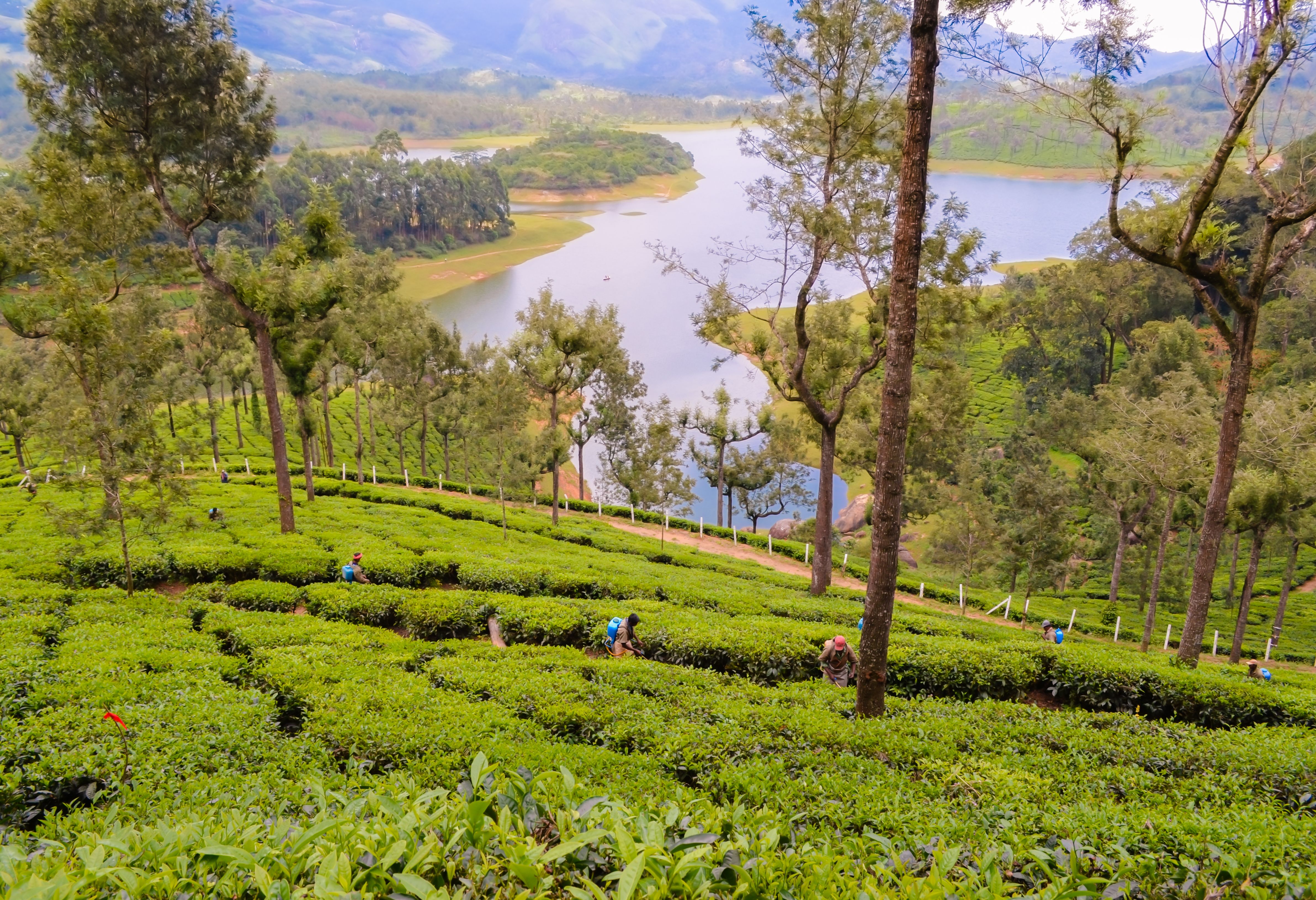 Theeplantages rond Munnar