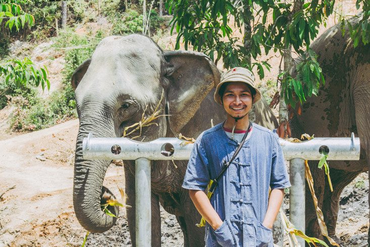 Olifant met mahout in ChangChill in regio Chiang Mai in Thailand