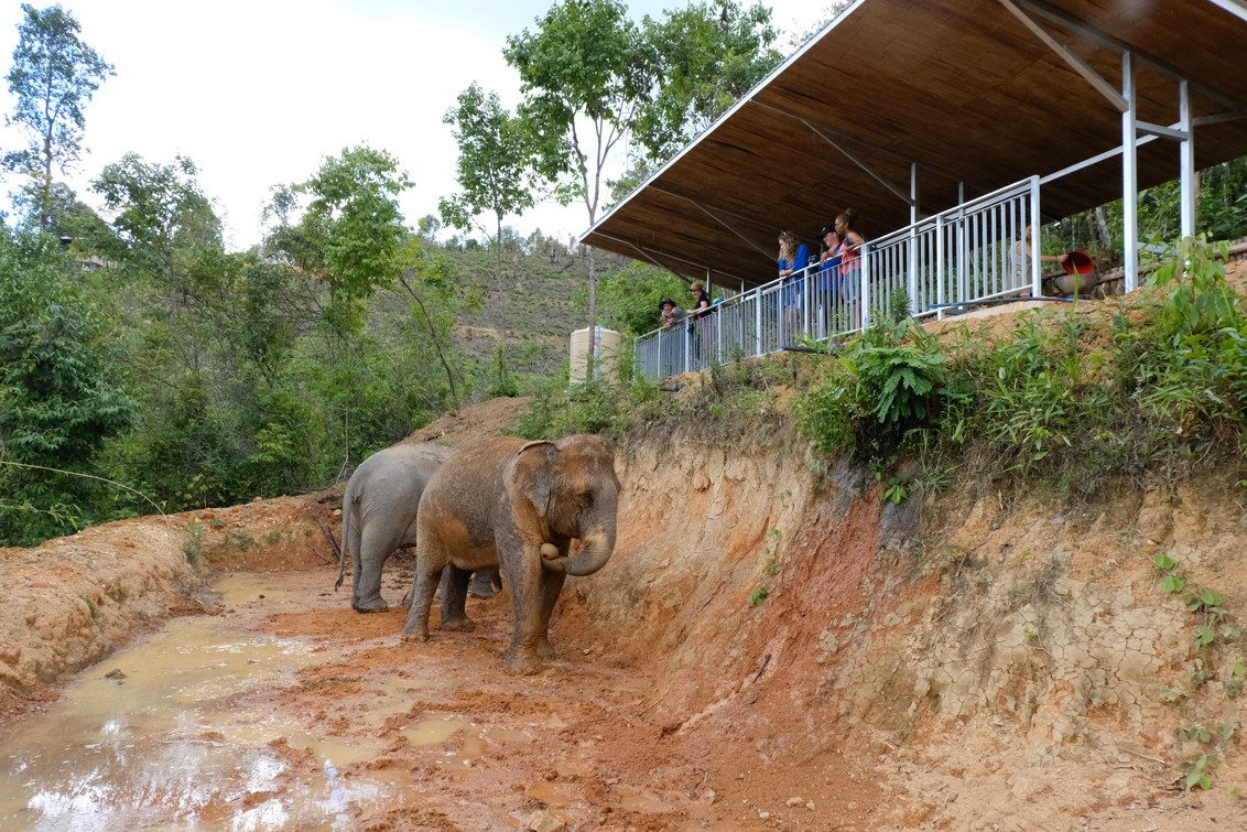 Olifanten in modderpoel in ChangChill in regio Chiang Mai in Thailand