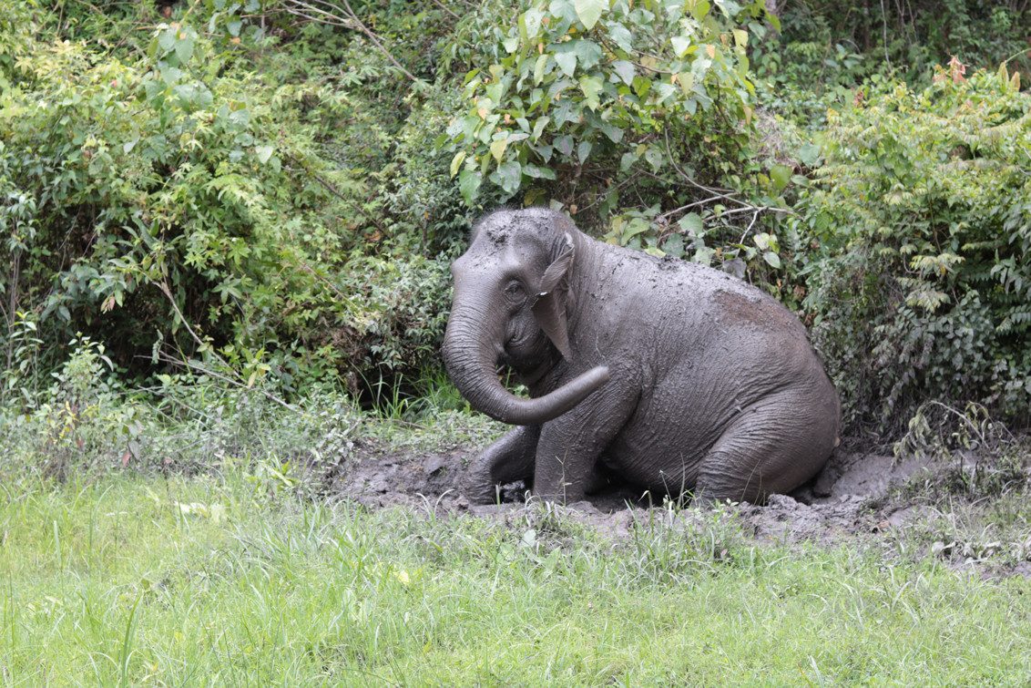 Olifant in ChangChill in regio Chiang Mai in Thailand