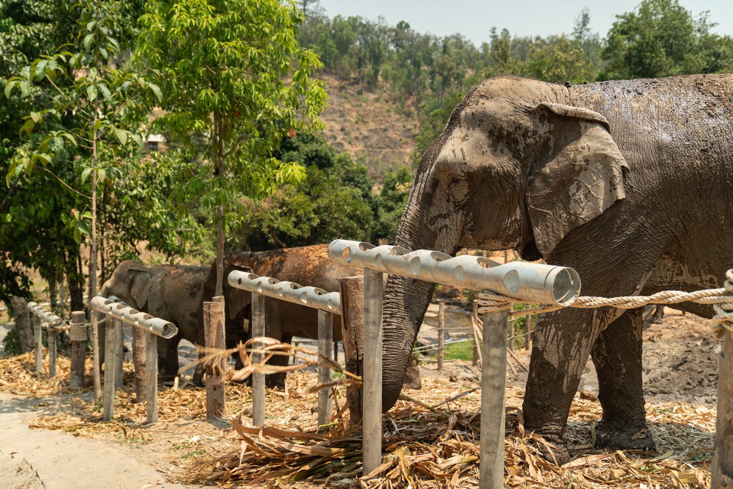 Olifanten bij voederbuizen in ChangChill in regio Chiang Mai in Thailand