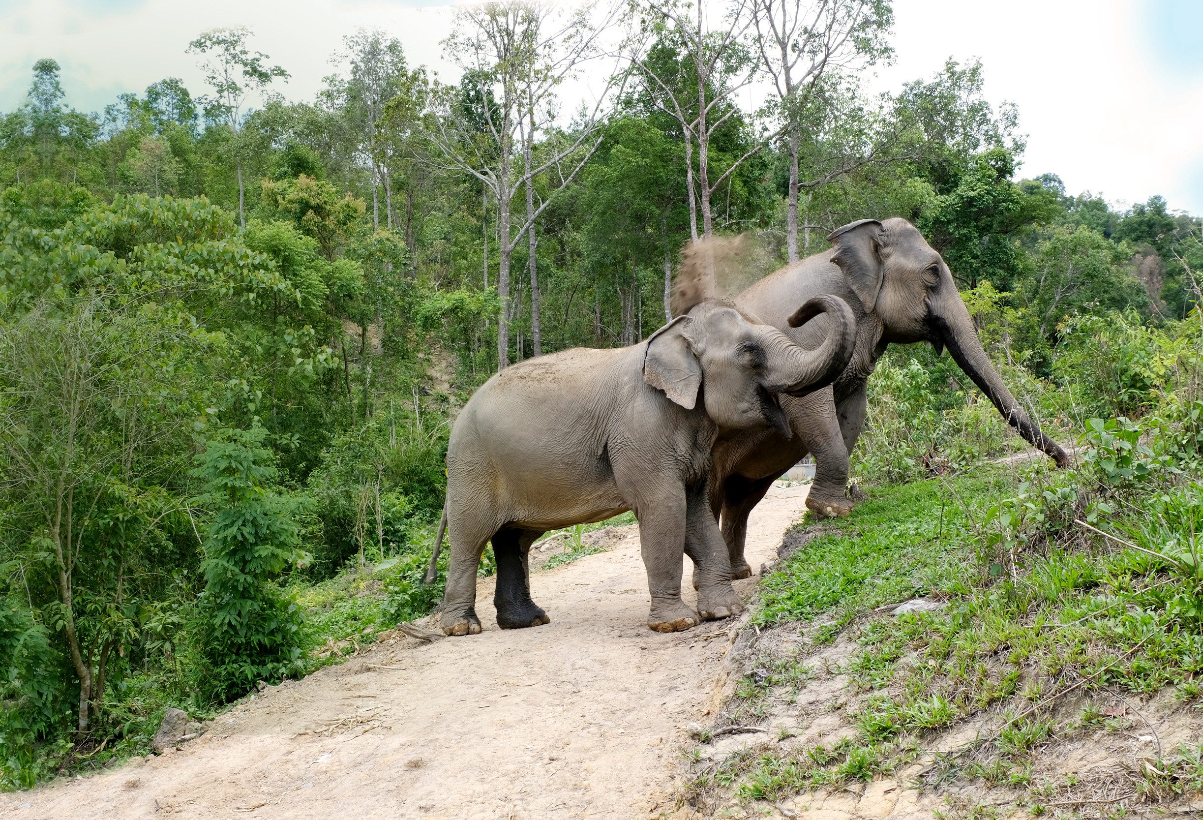 Olifanten in ChangChill in regio Chiang Mai in Thailand