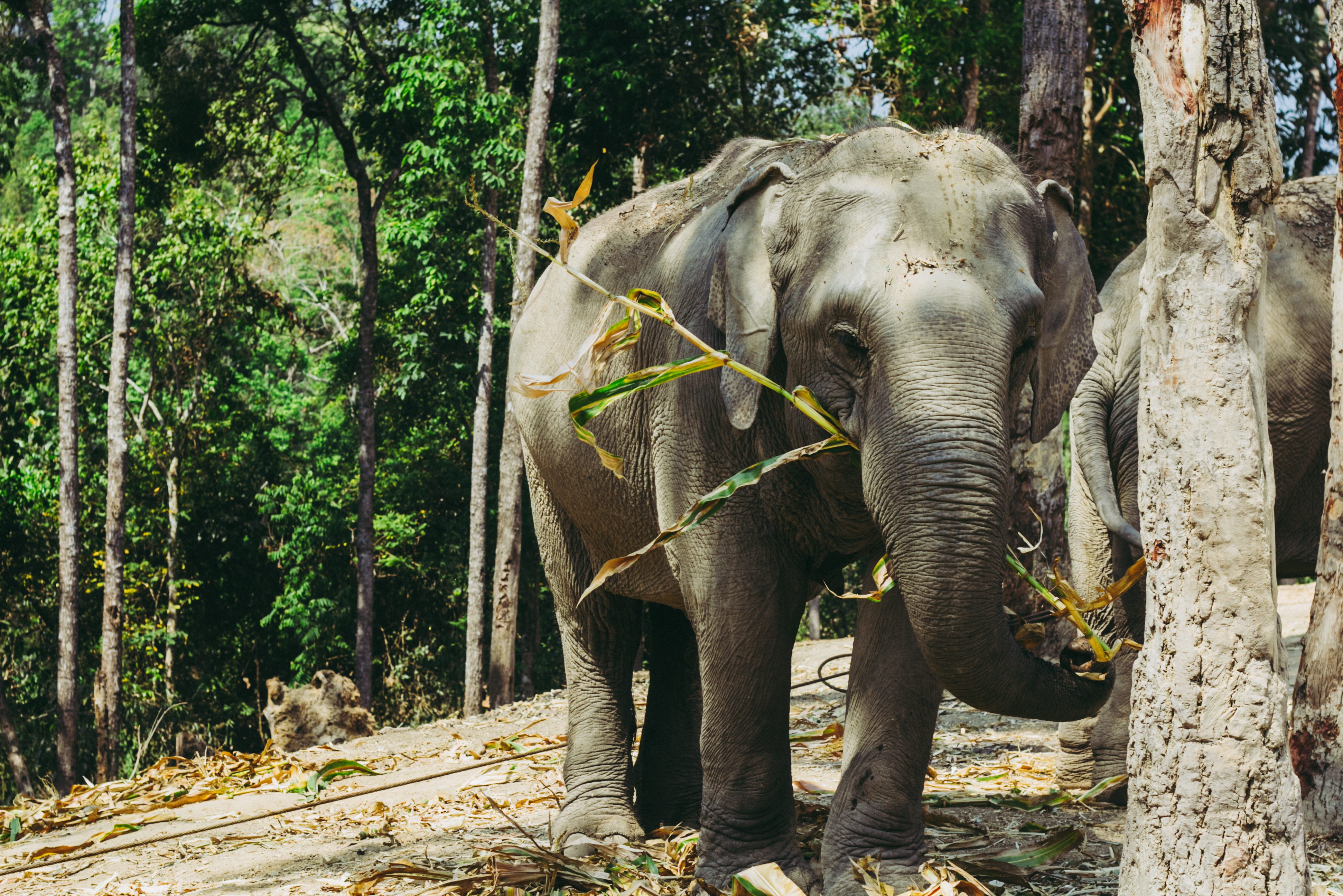 Olifant in ChangChill in regio Chiang Mai in Thailand