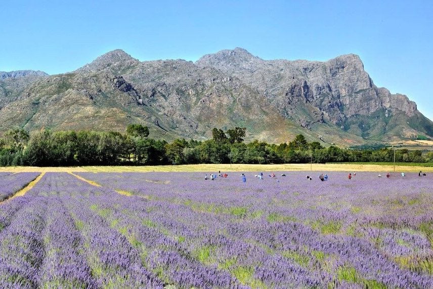 Franschhoek in Zuid-Afrika