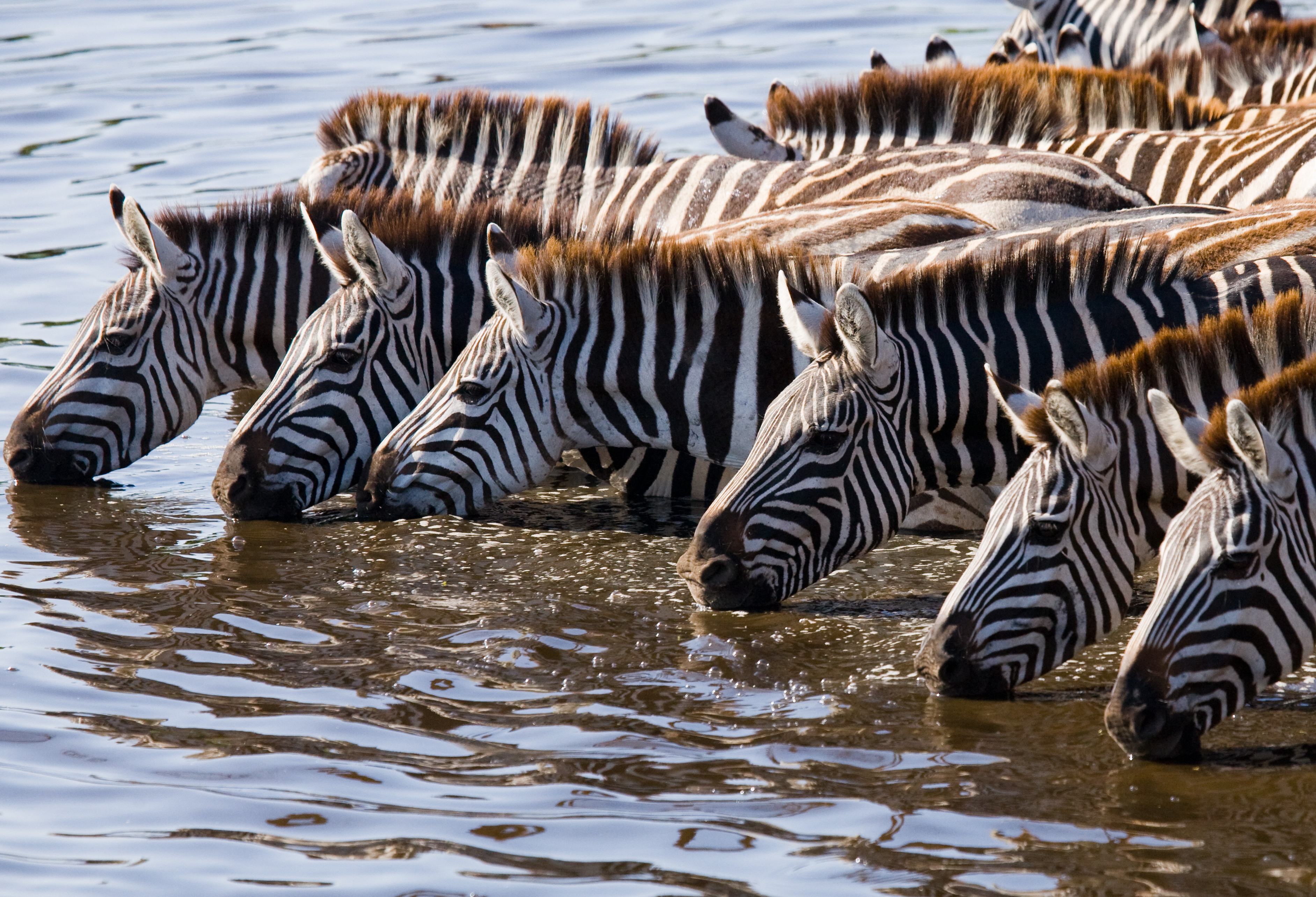 Zebra's drinken uit de rivier in een reservaat in Kenia