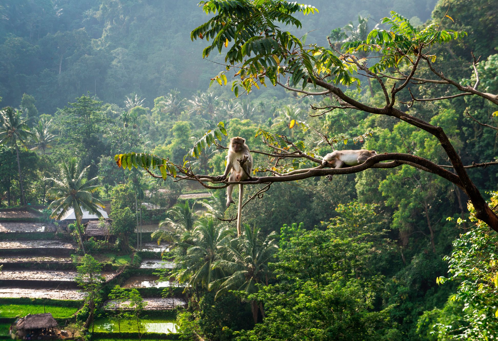 Monkey Forest Lombok