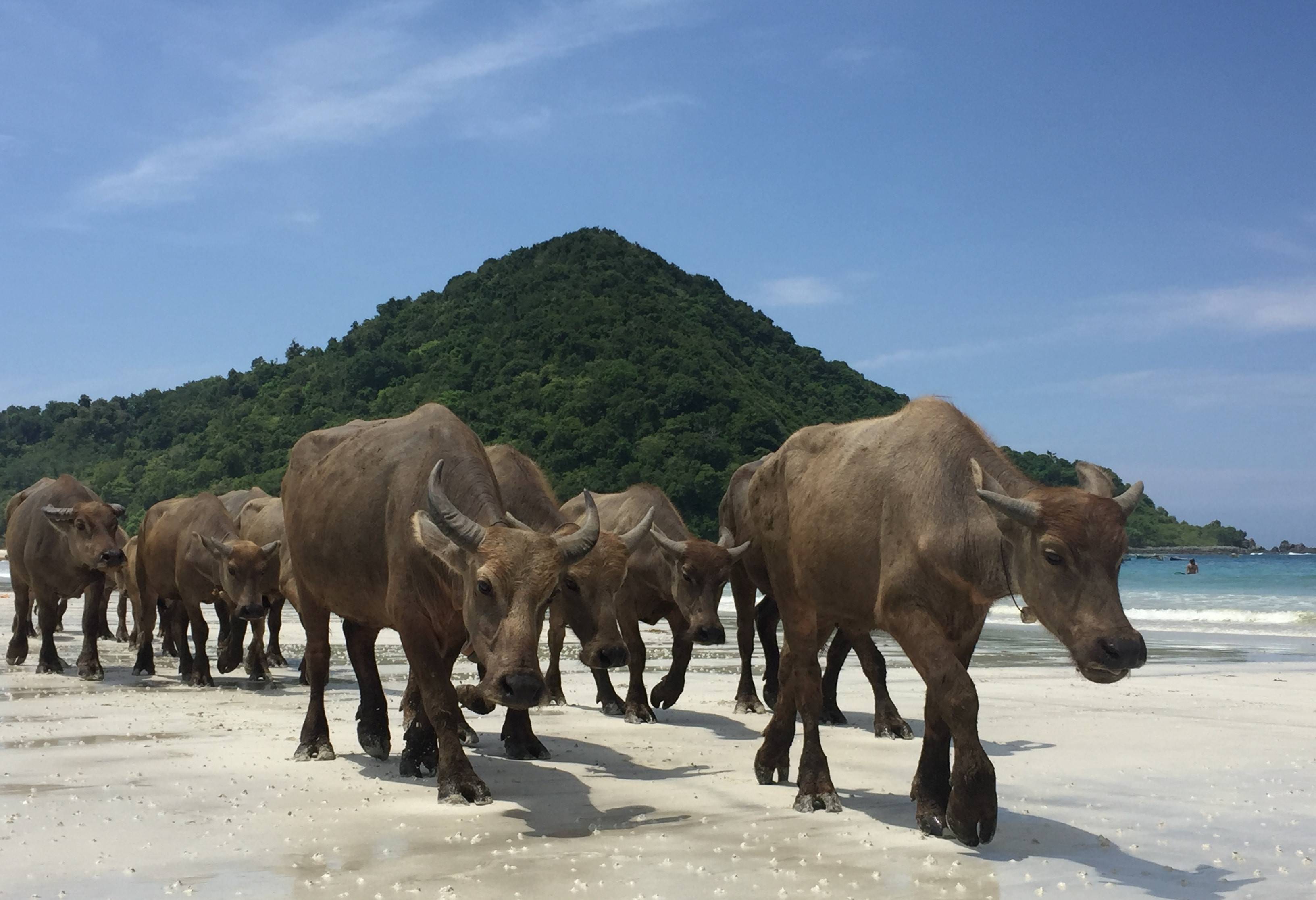 Selong Belanak surfstrand Lombok
