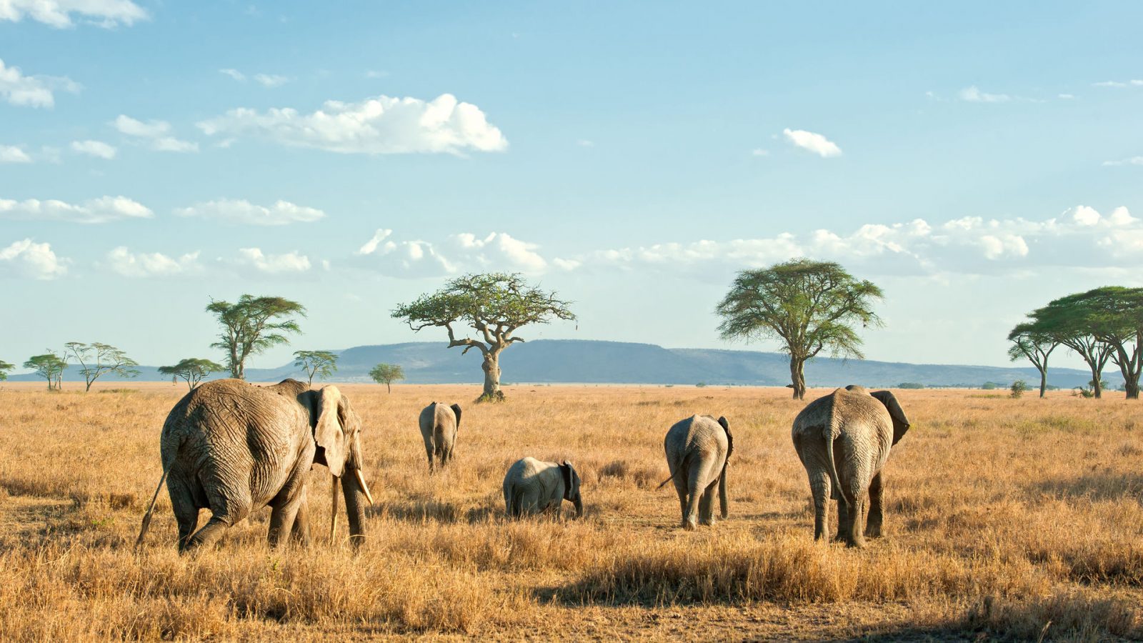 Serengeti National Park Tanzania Informatie En Tips Travel