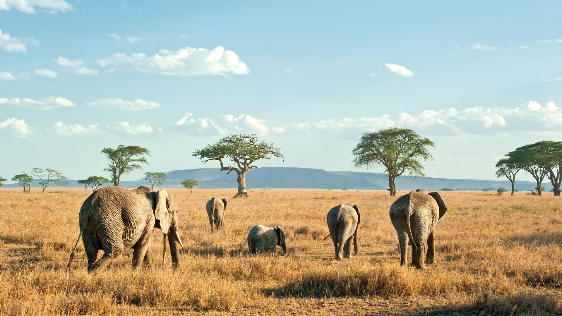 Serengeti National Park (Tanzania) | Informatie En Tips - 333travel