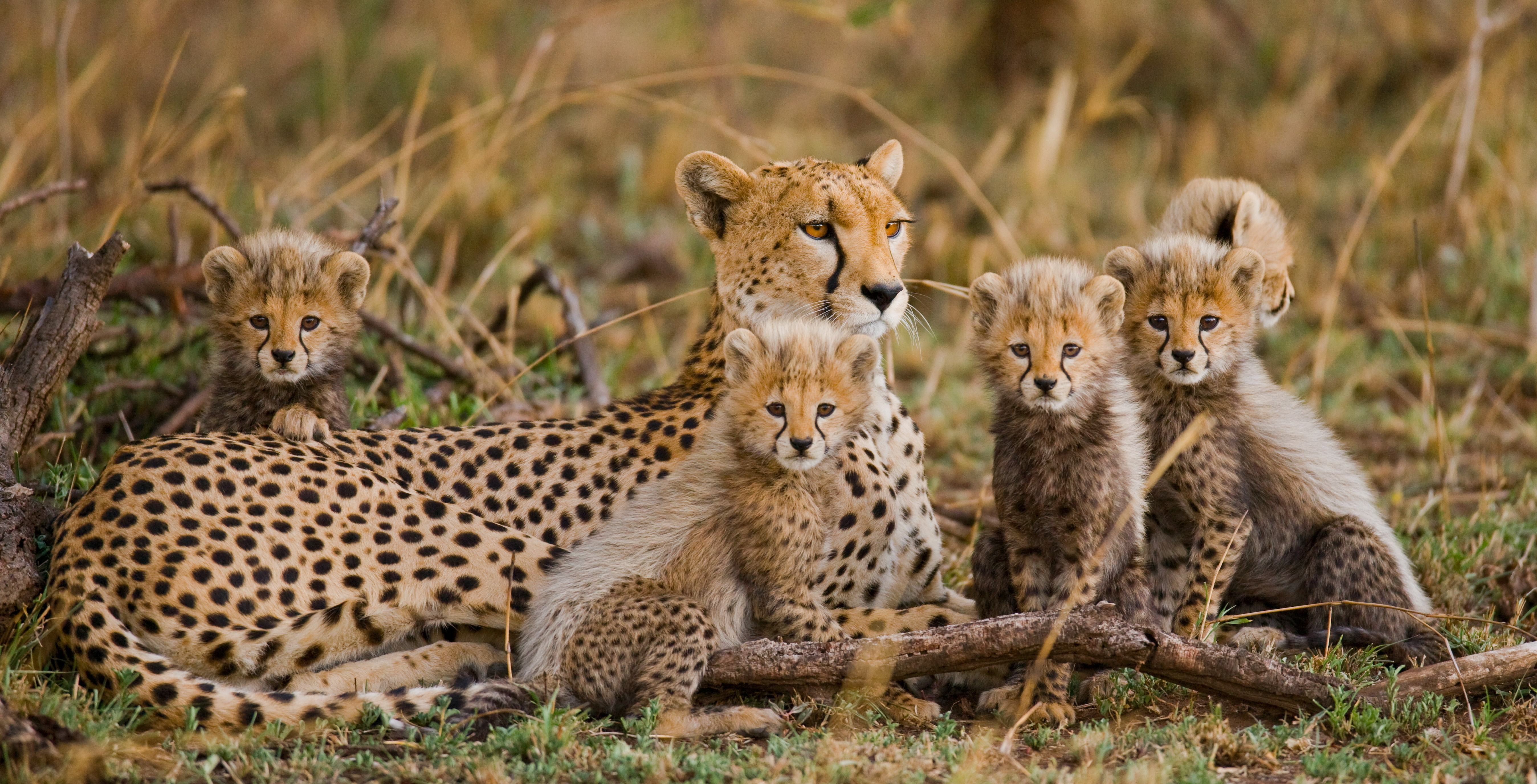 Jachtluipaard met haar jongen in het Serengeti National Park in Tanzania