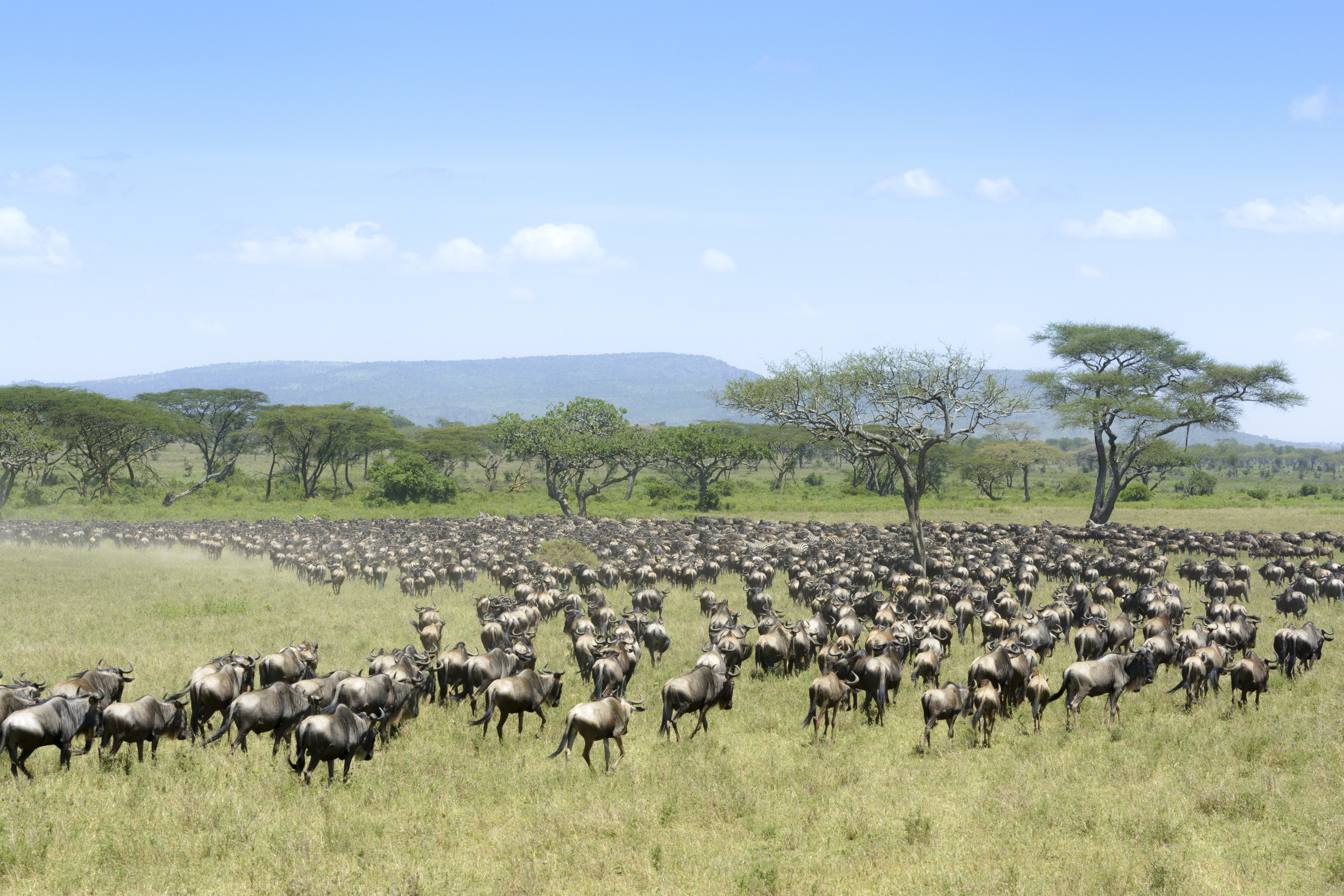 De Grote Trek in het Serengeti National Park in Tanzania