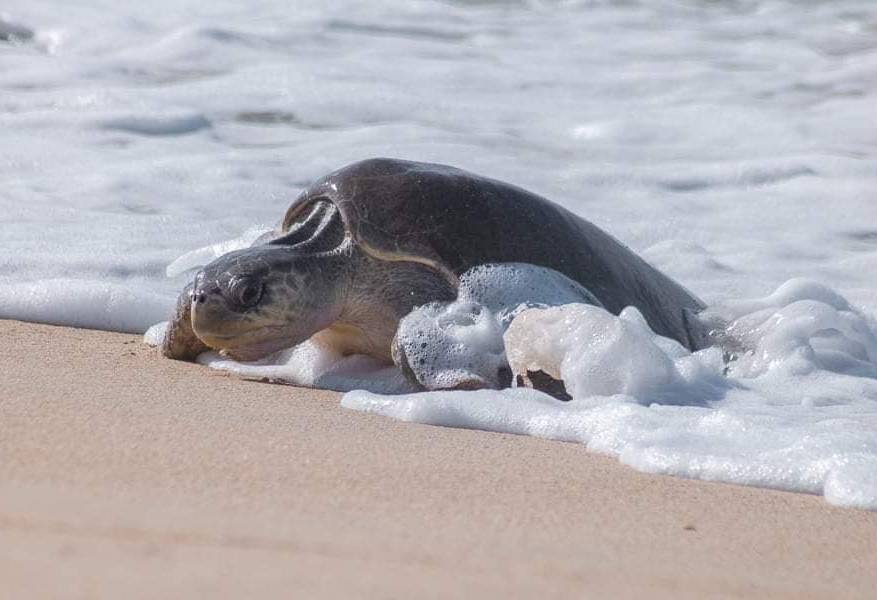 Mexico Mazunte Beach Turtle Museum