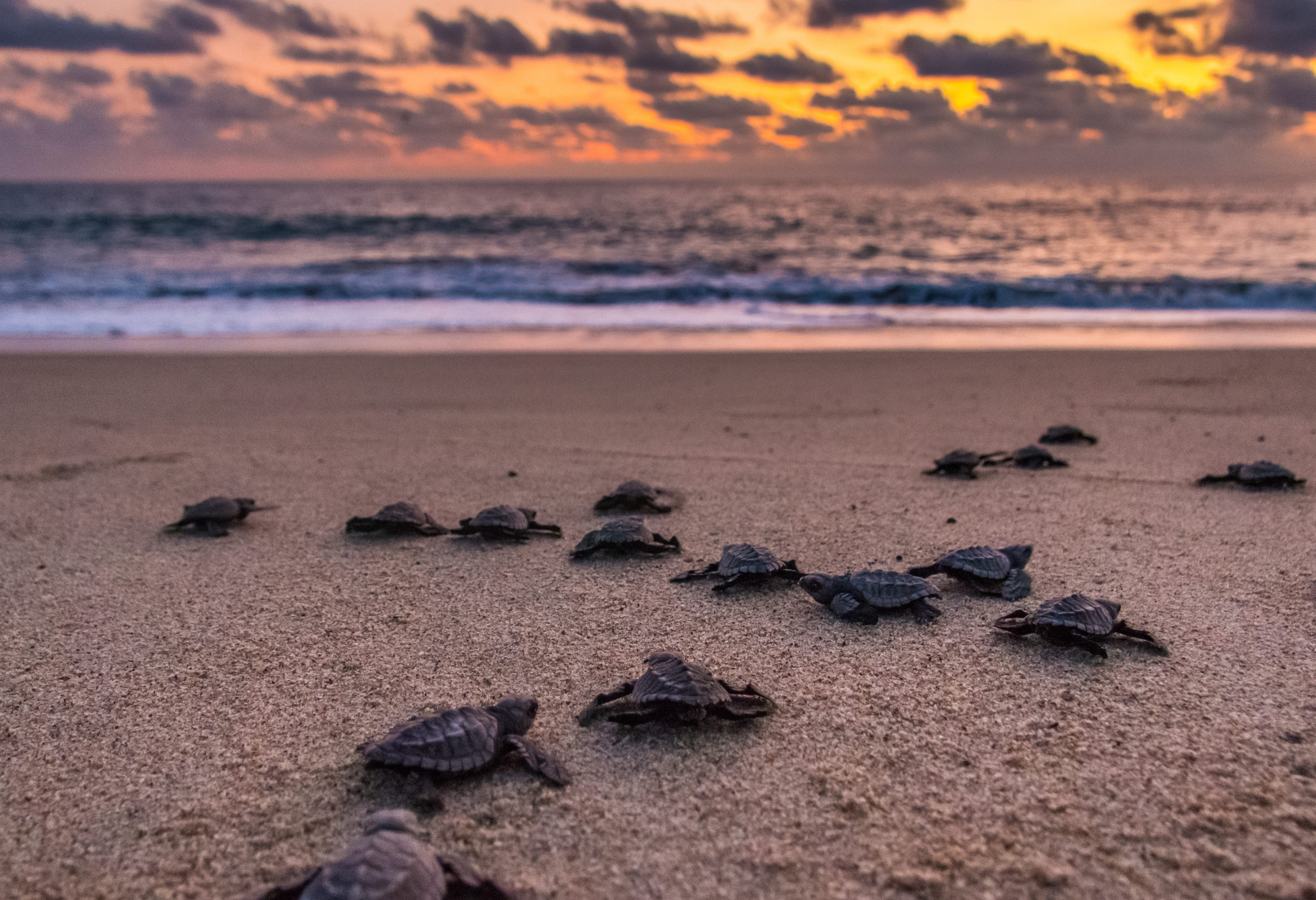 Zeeschildpadjes in Puerto Escondido