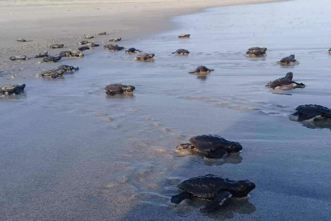 Puerto Escondido strandvakantie Mazunte Beach