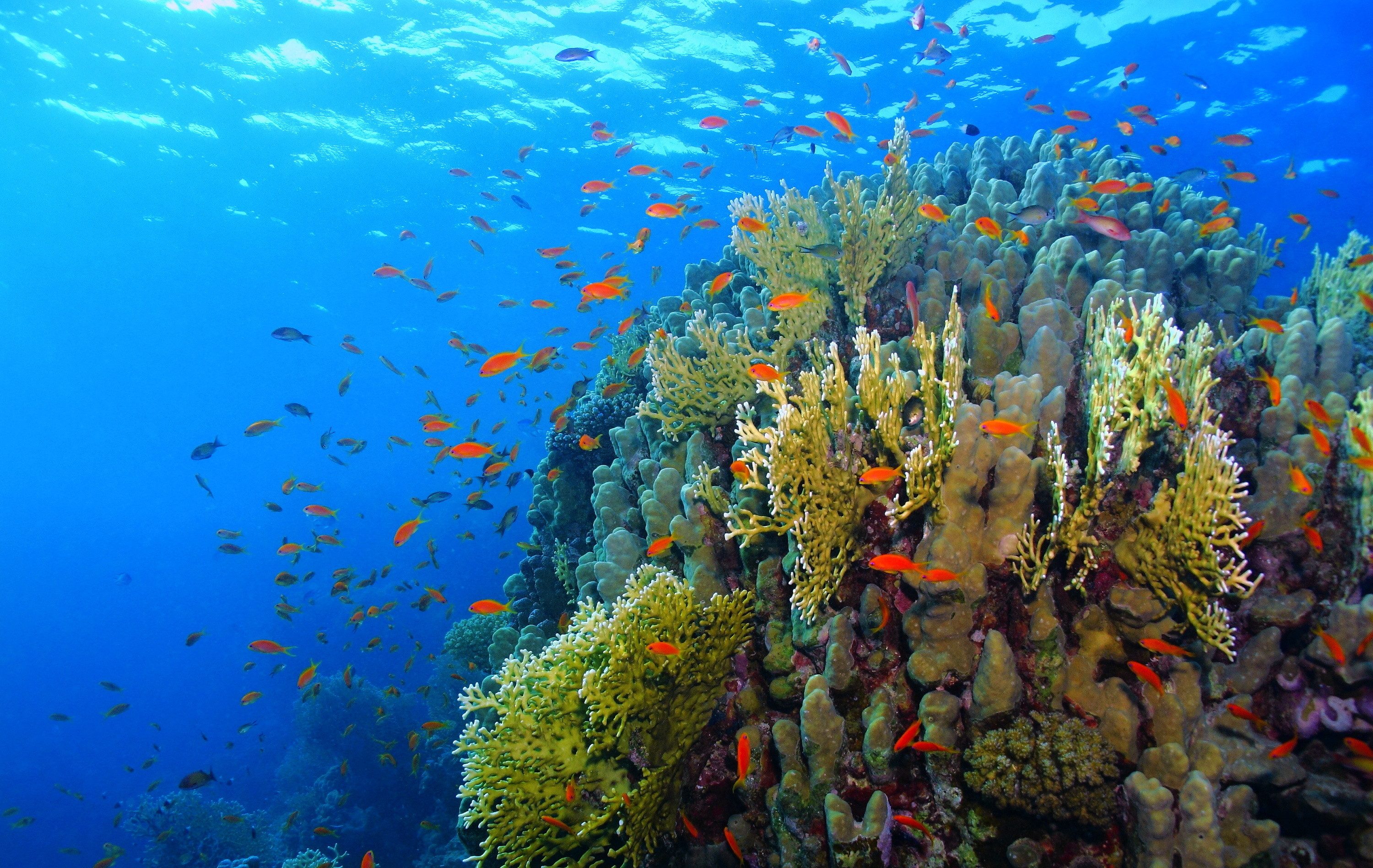 Красное море и военные. Коралловый риф Хургада. Риф Шарм-Эль-Шейх. Коралловые рифы красного моря. Рас Мухаммед Шарм-Эль-Шейх.