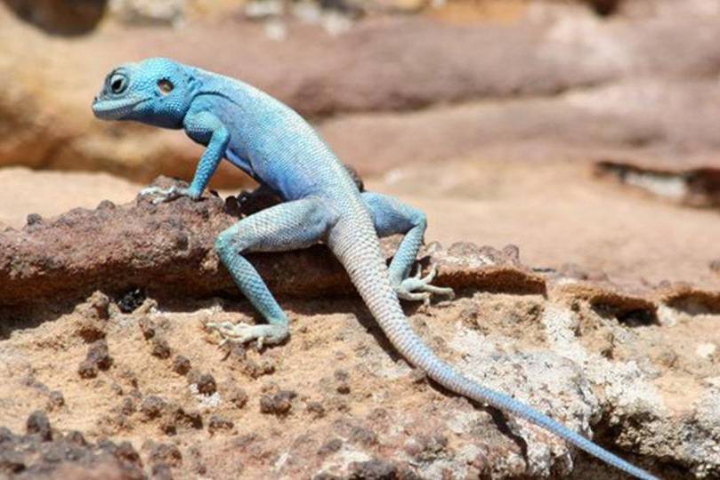 Sinai Agama hagedis in het Dana Biosphere Reserve in Jordanië
