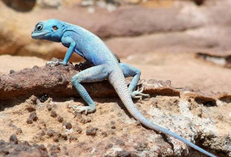 Sinai Agama hagedis in het Dana Biosphere Reserve in Jordanië