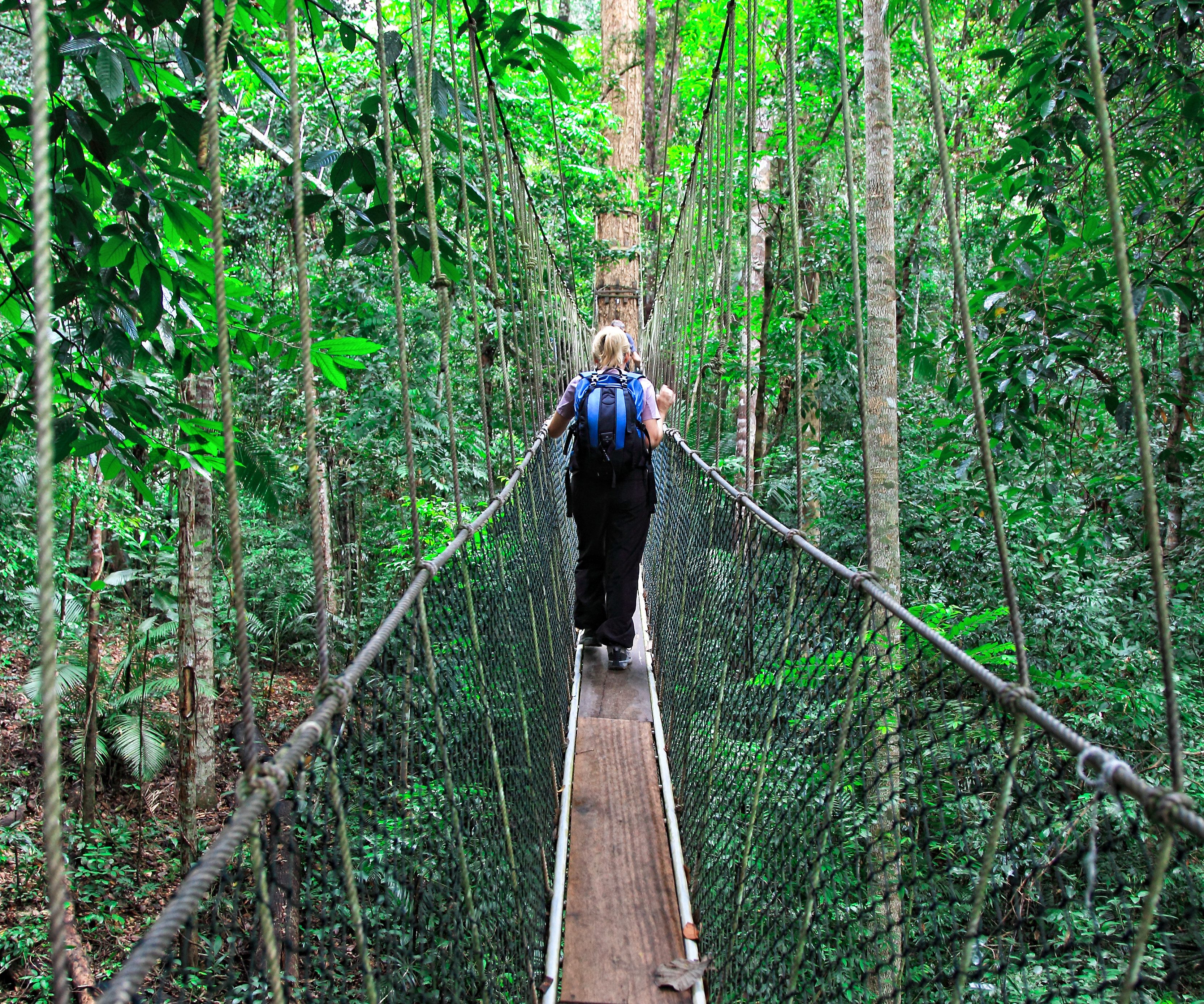Taman Negara canopy walk