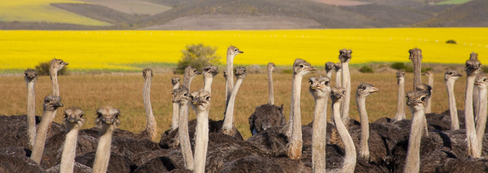 Oudtshoorn (ZuidAfrika) Tips en bezienswaardigheden 333travel