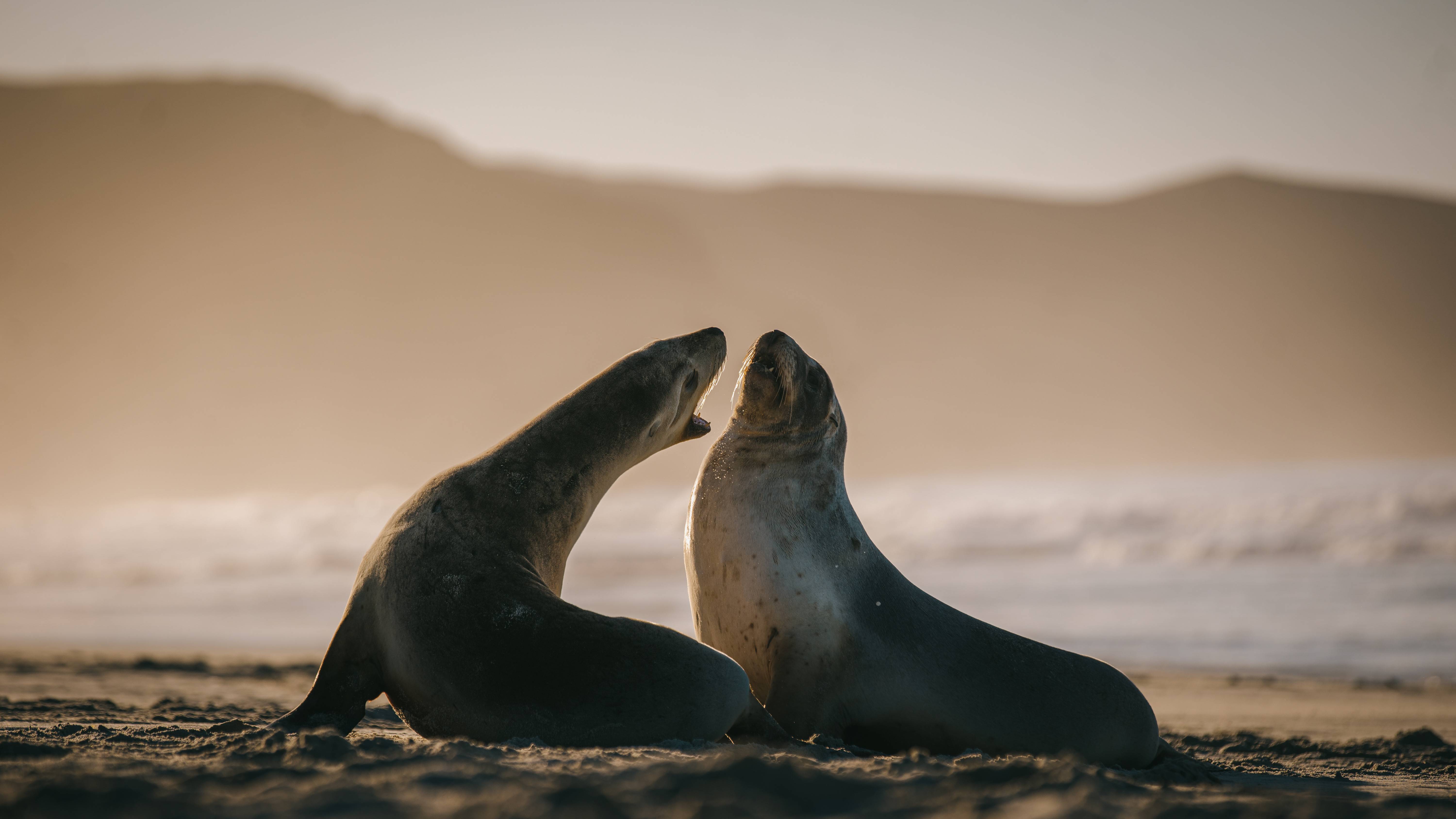 Zeeleeuwen op het Otago schiereiland in Nieuw-Zeeland