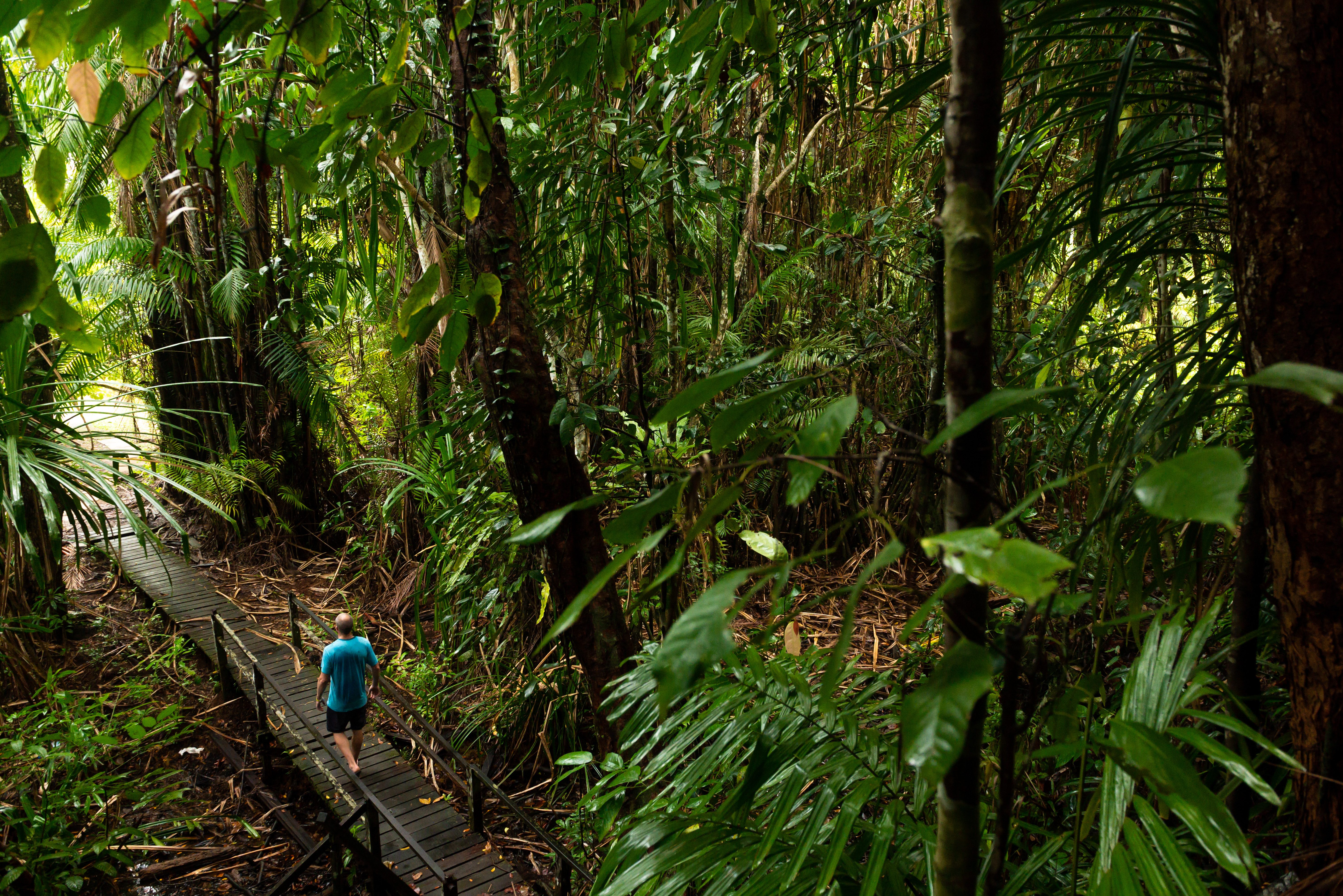 Het nationale park Bako in Sarawak op Maleisisch Borneo