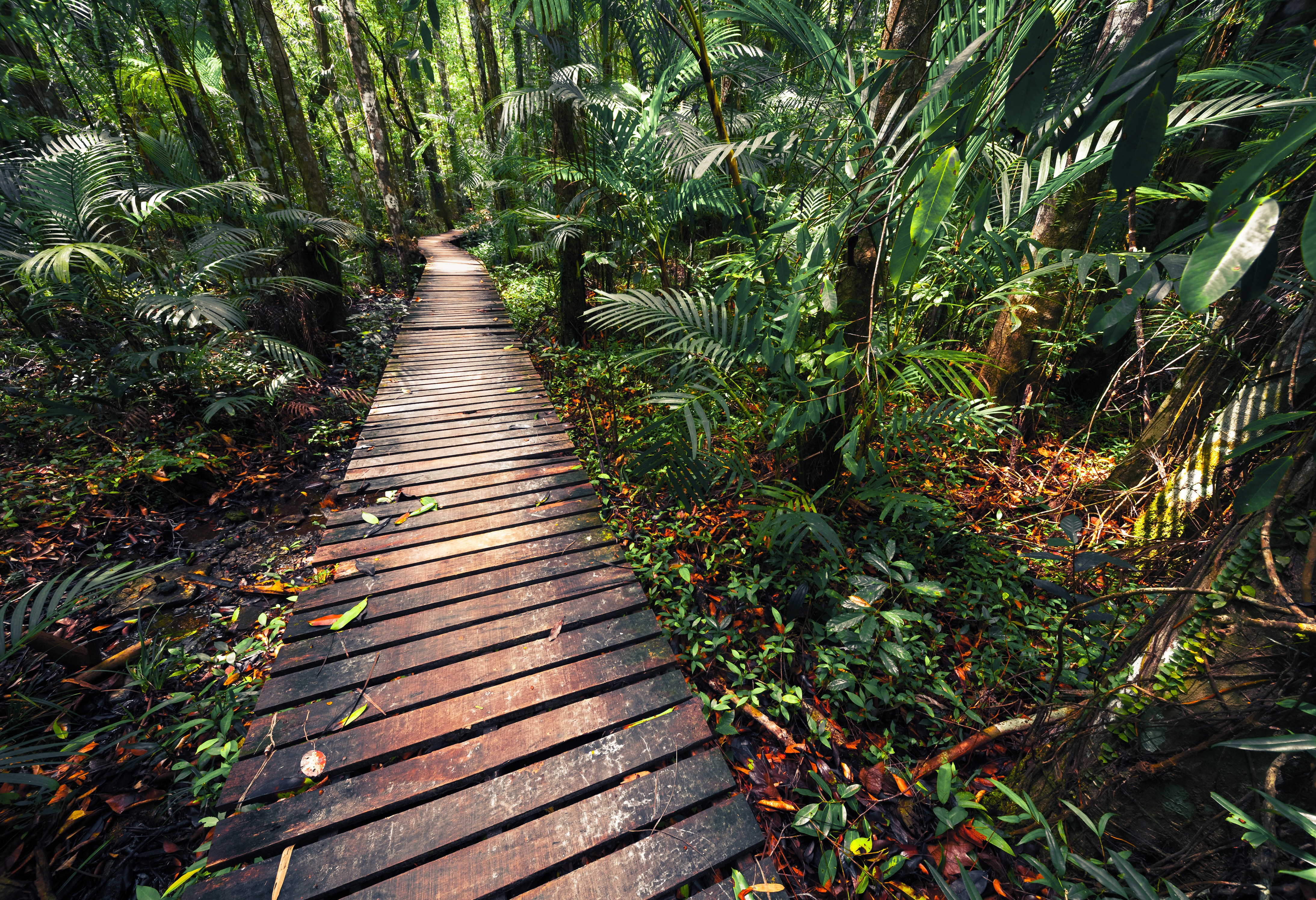 Jungle pad in Bako National Park in Sarawak in Borneo
