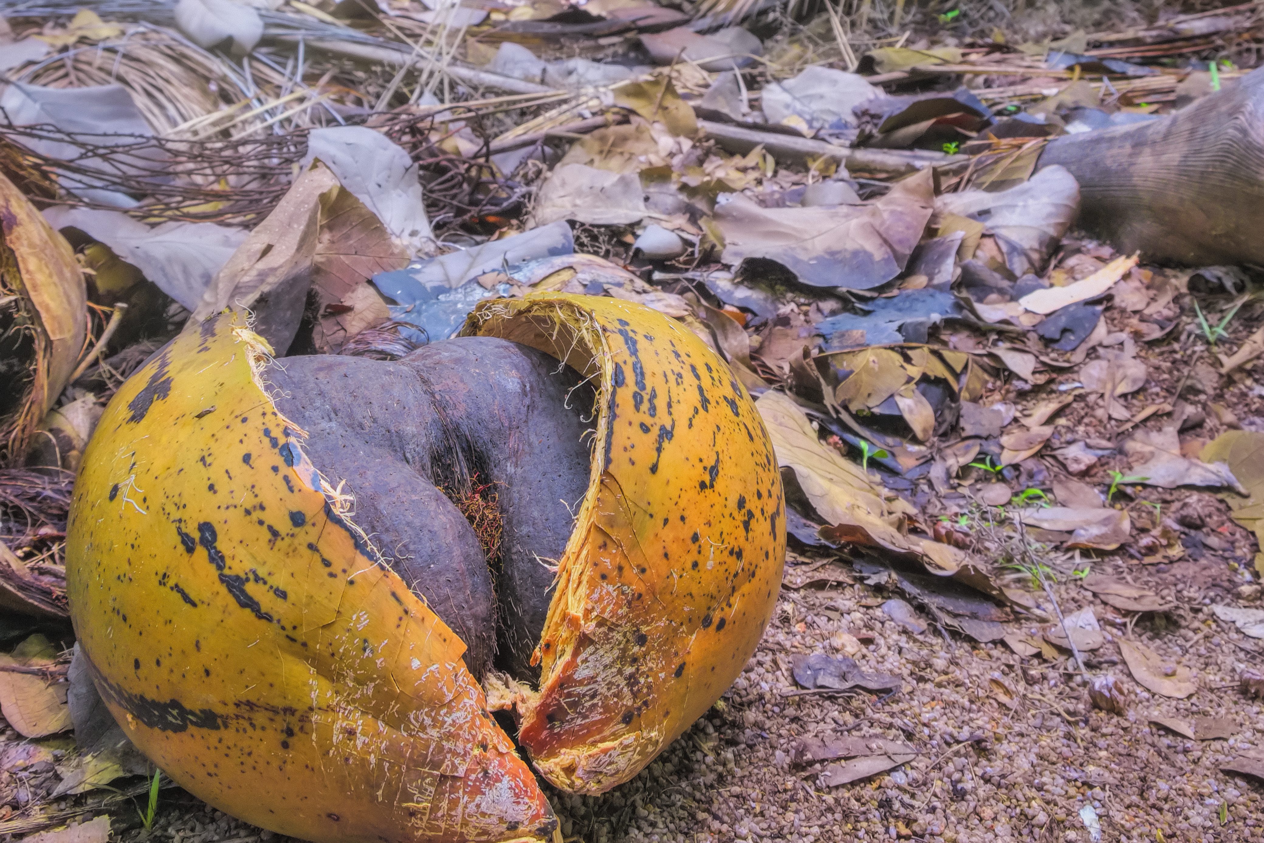 Coco de Mer noot in de Vallee de Mai in de Seychellen