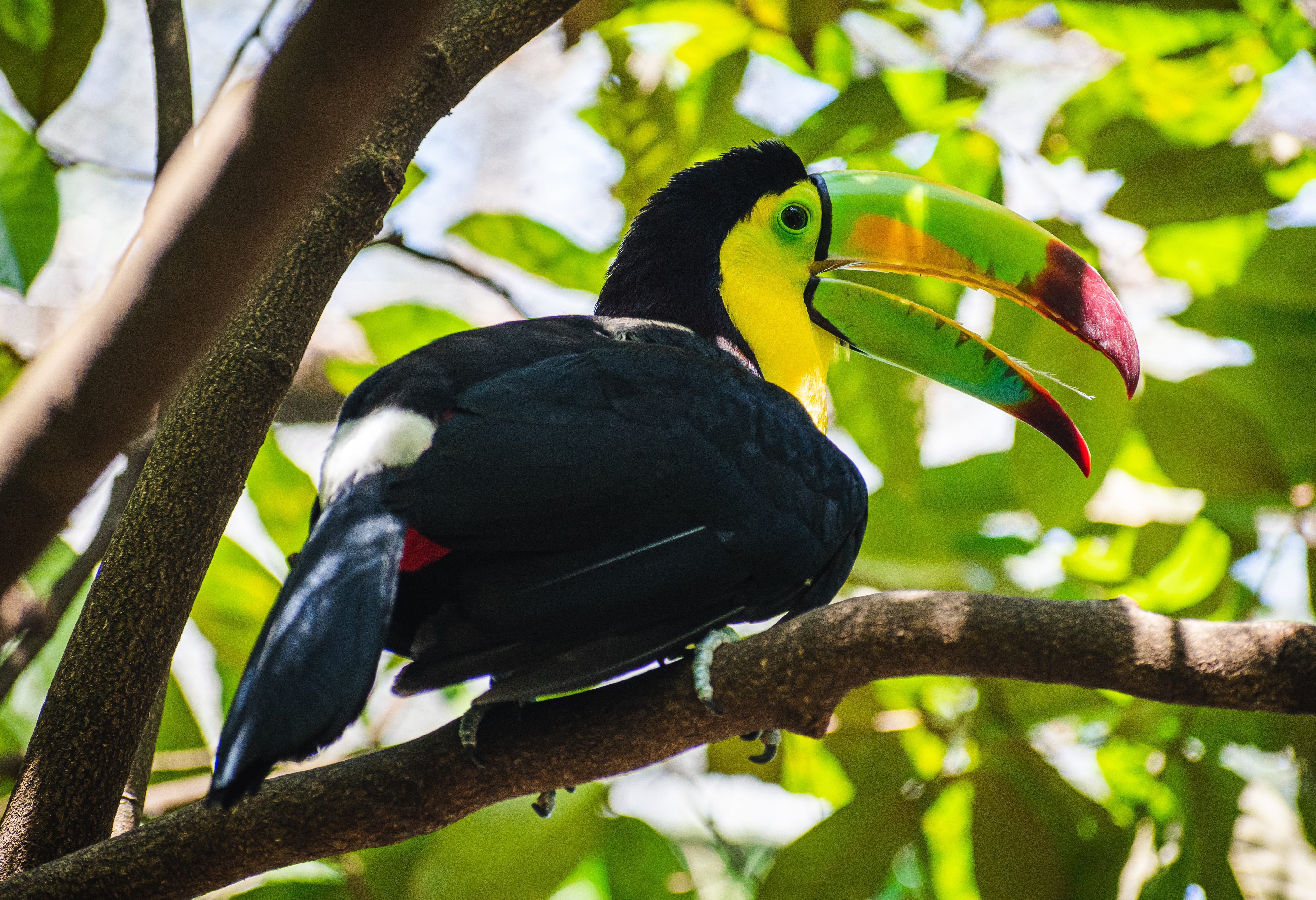 Kleurrijke toekan in de jungle bij Palenque in Chiapas in Mexico