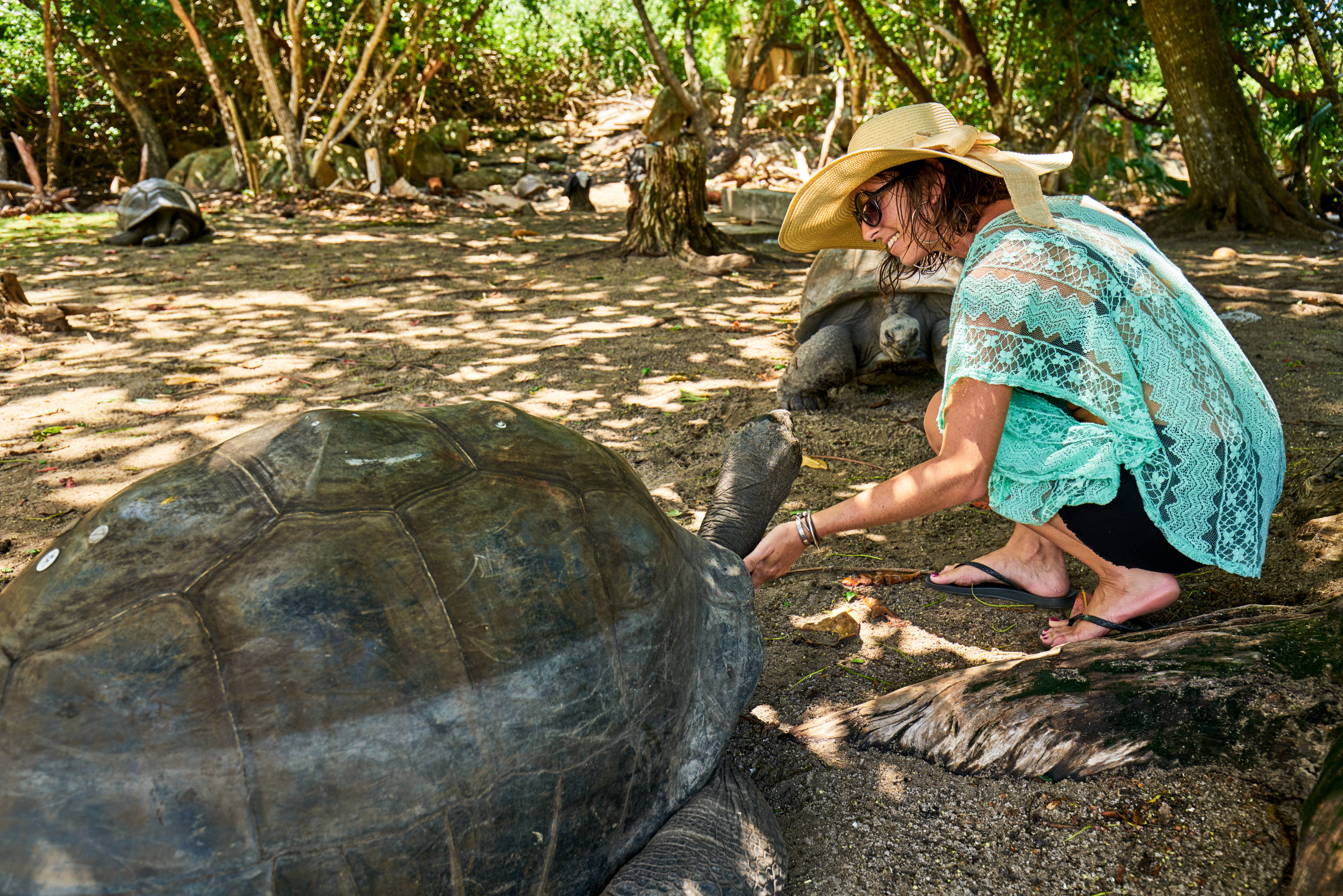 Cap Lazare landschildpadden op Mahé in de Seychellen