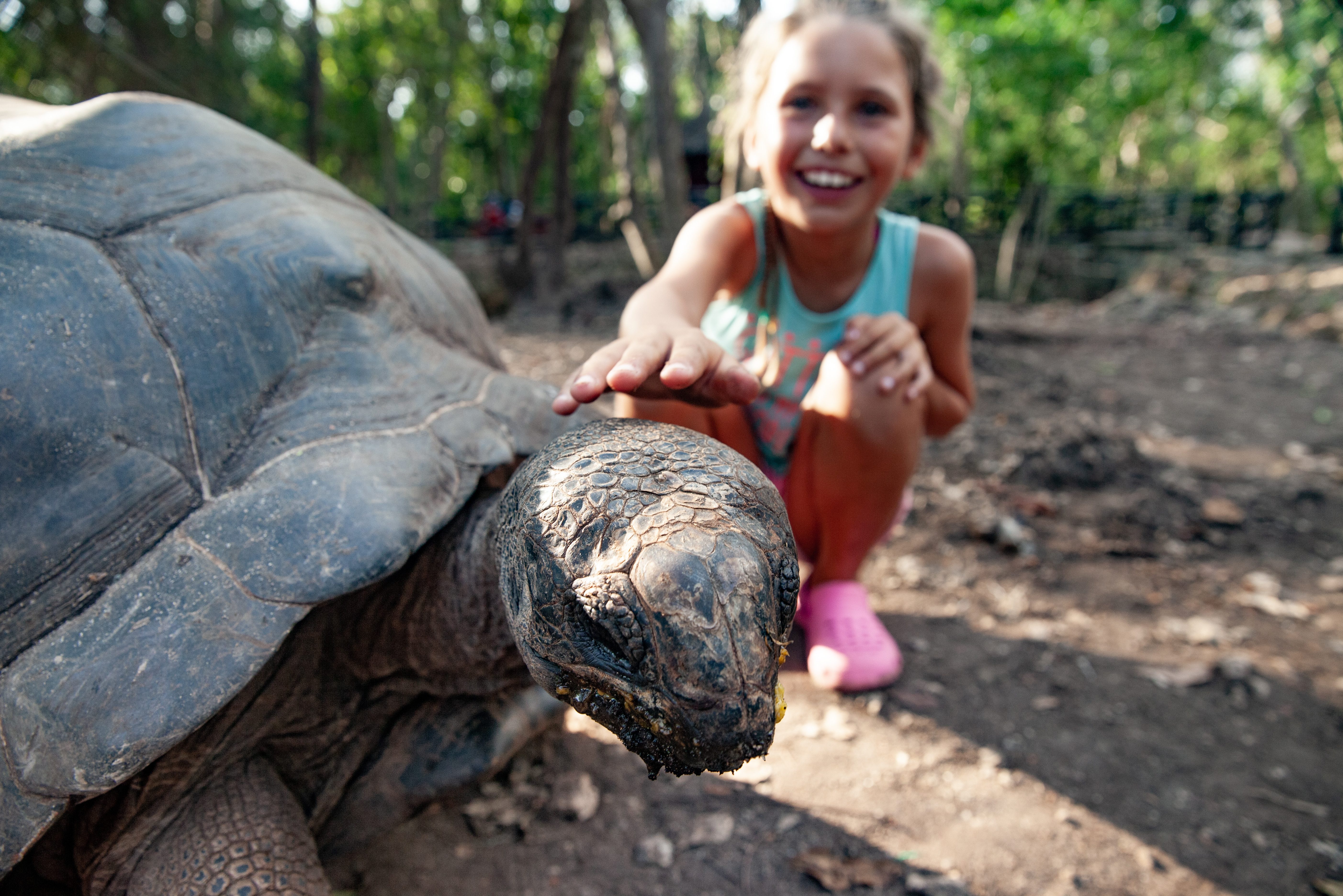 Aldabra landschildpad in de Seychellen
