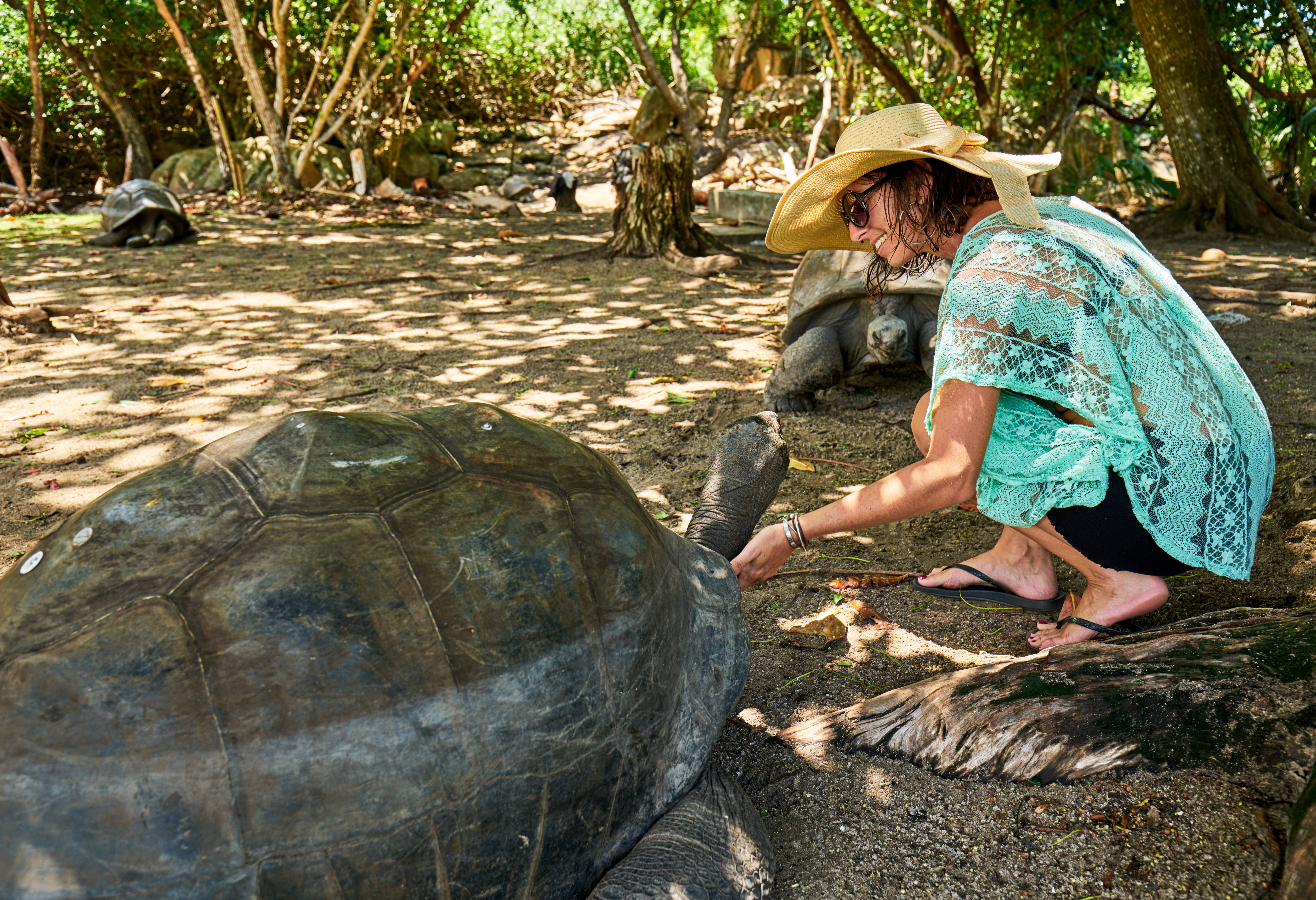Ontmoet de vriendelijke reuzenschildpadden bij Cap Lazare op Mahé in de Seychellen