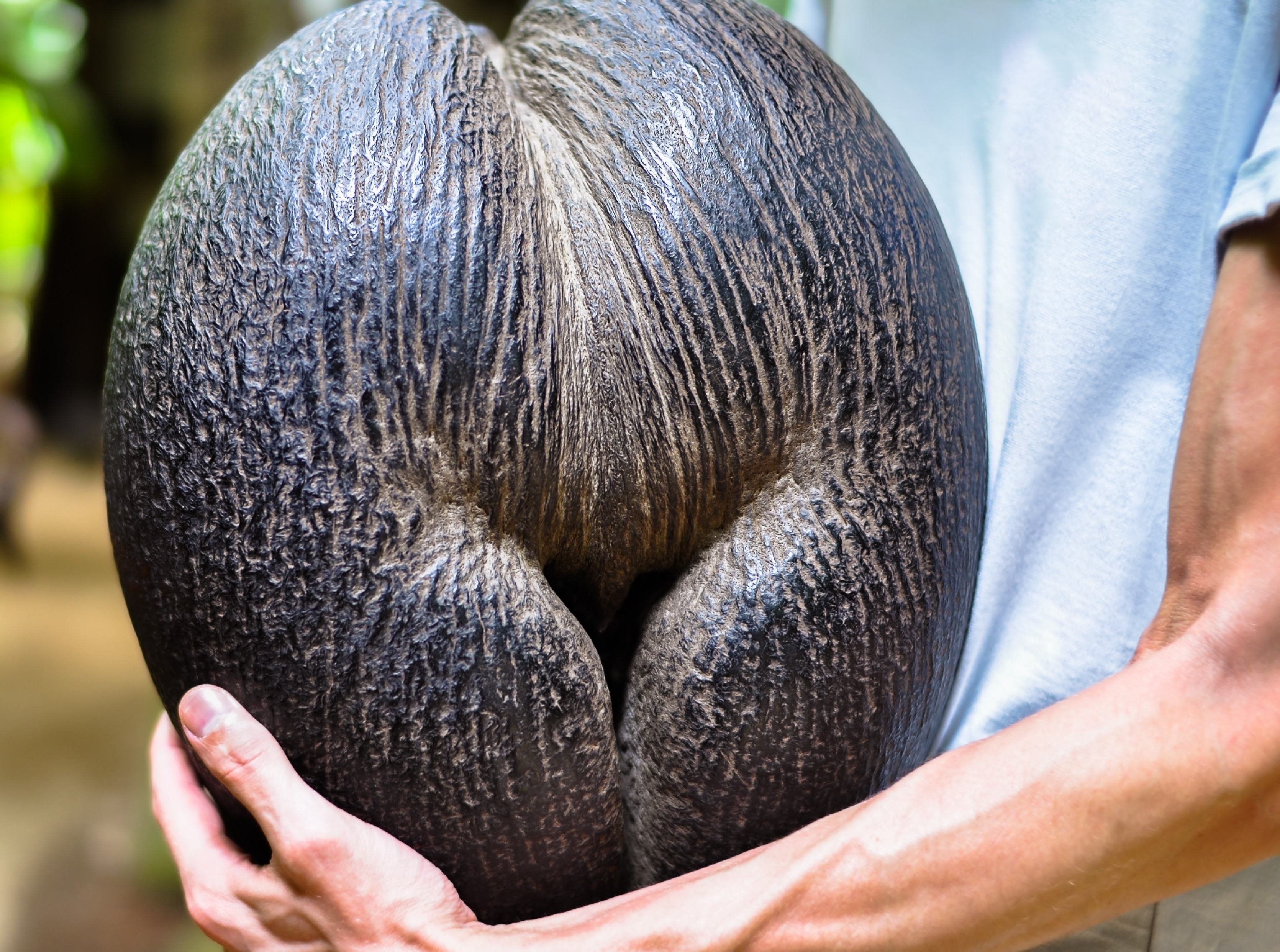 Coco de mer noot op Praslin