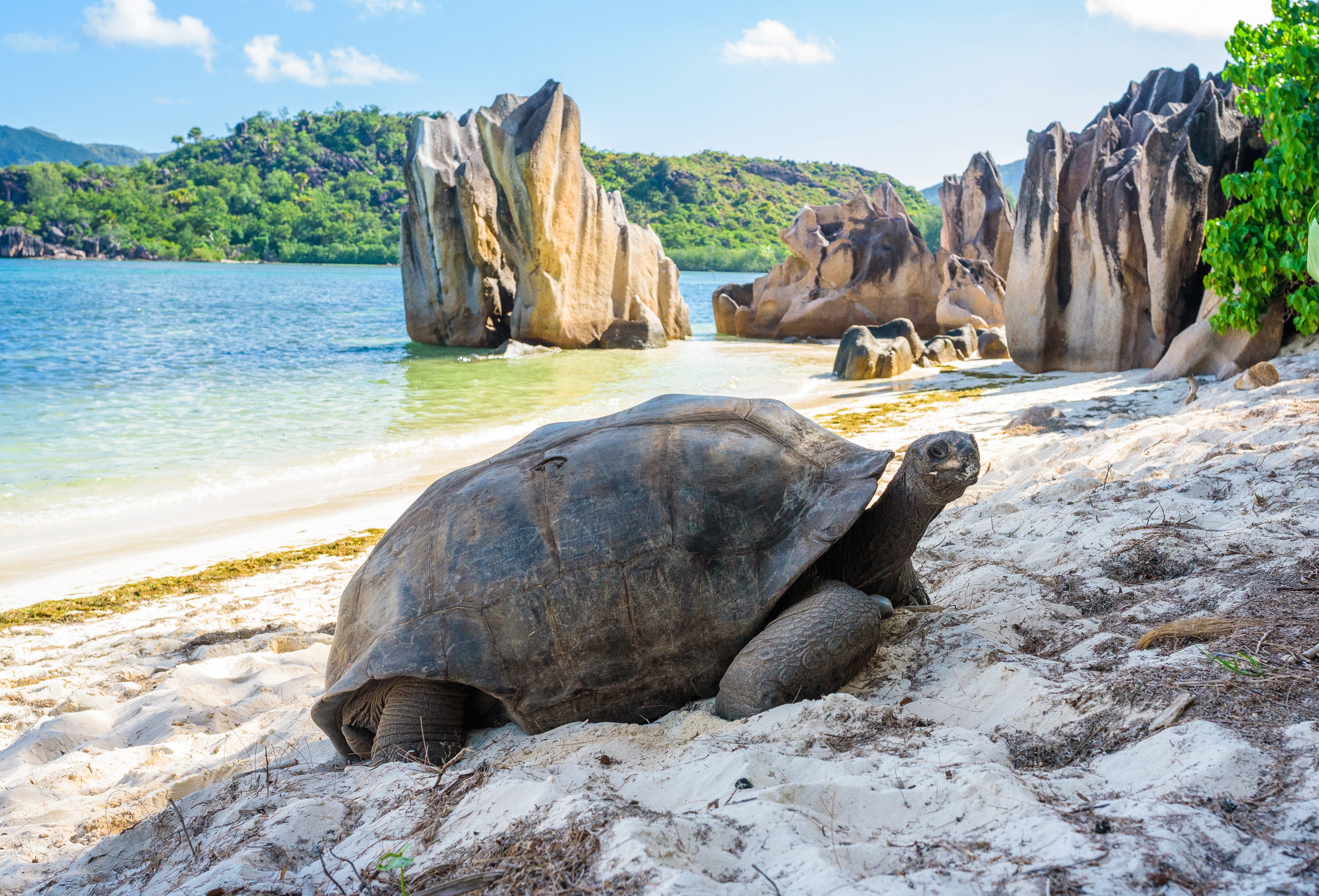 Reuzenschildpad op de Seychellen