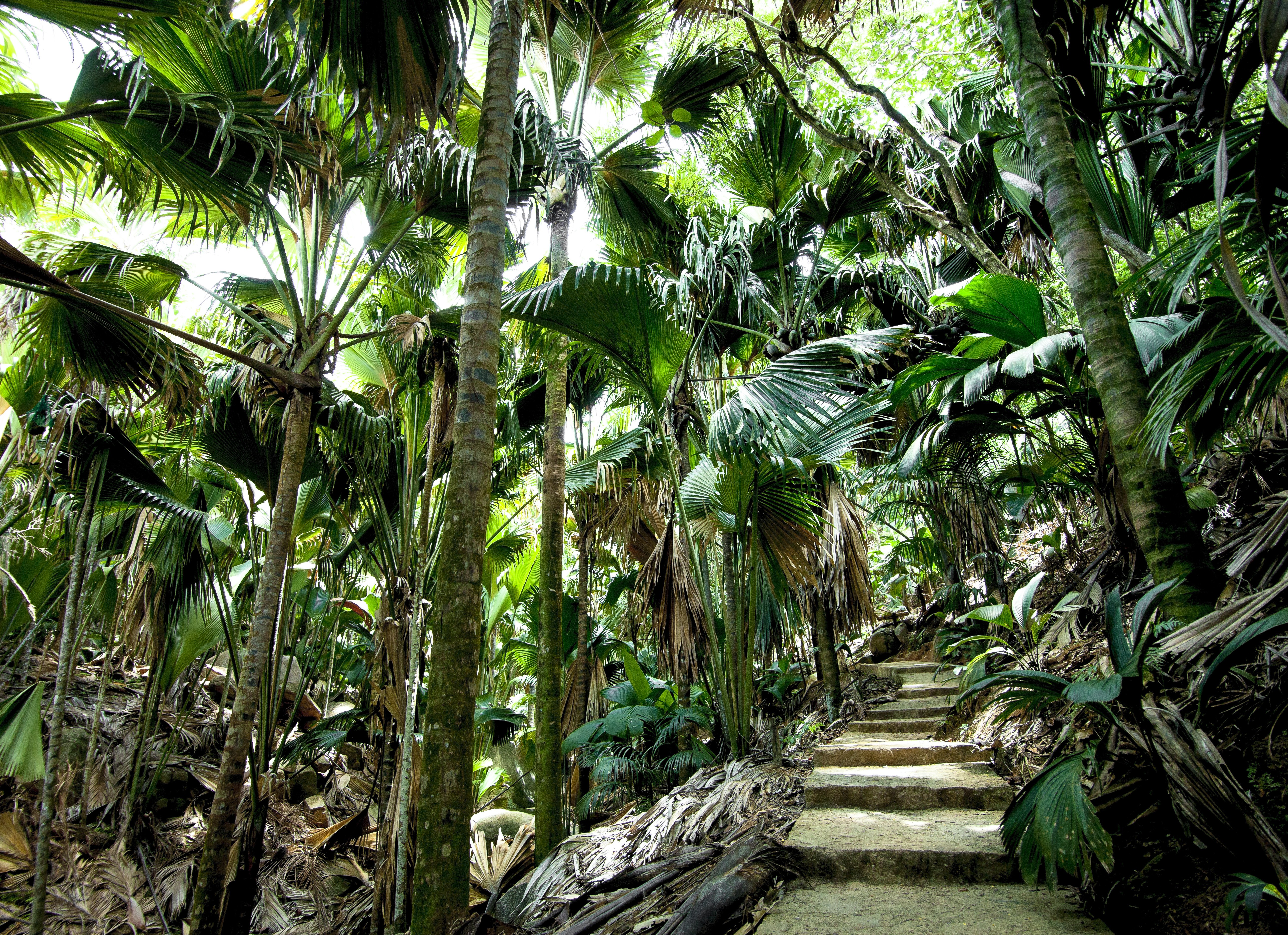 Wandelen onder een dak van palmen in de Vallee de Mai op Praslin in de Seychellen