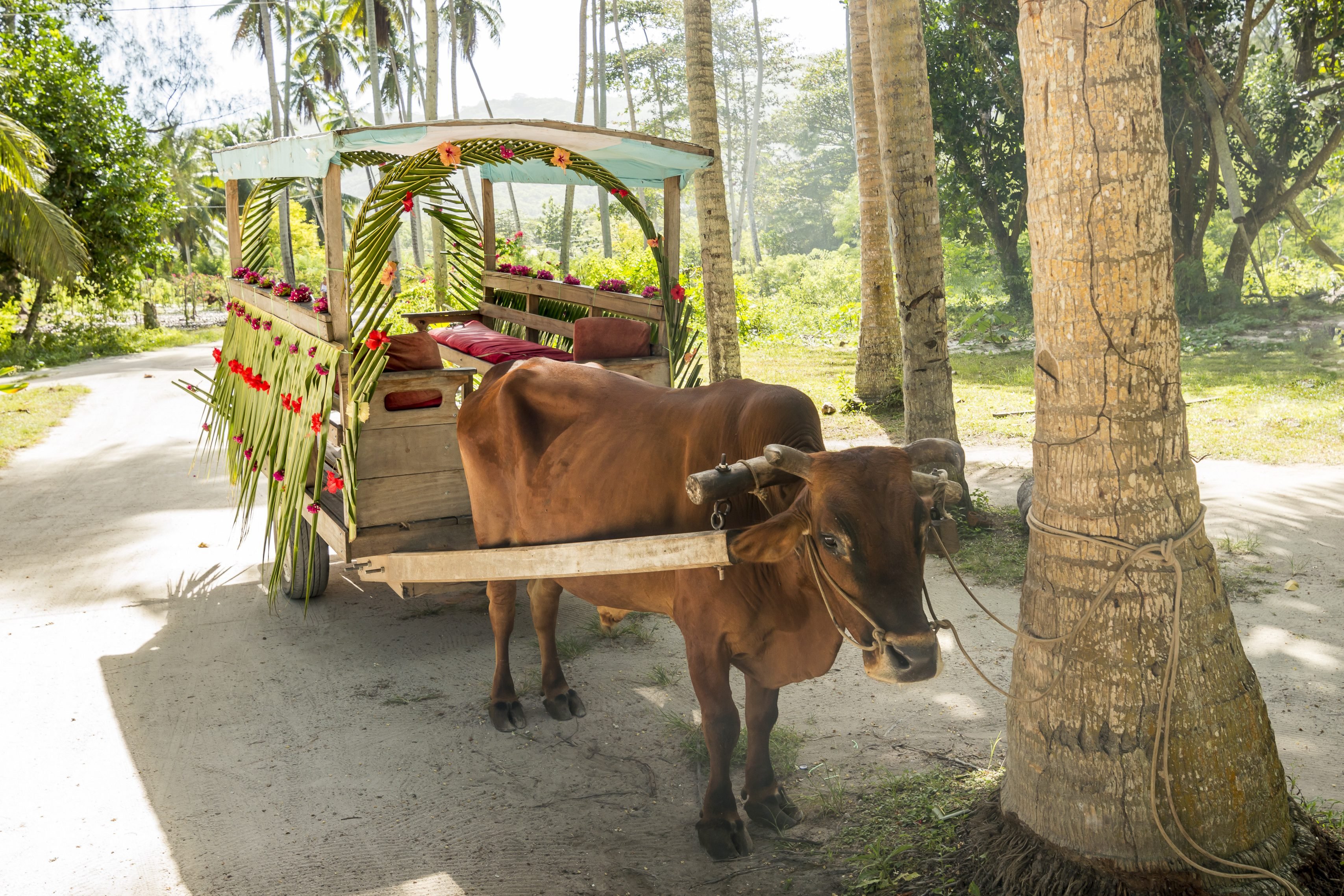 Ossenkar op La Digue in de Seychellen