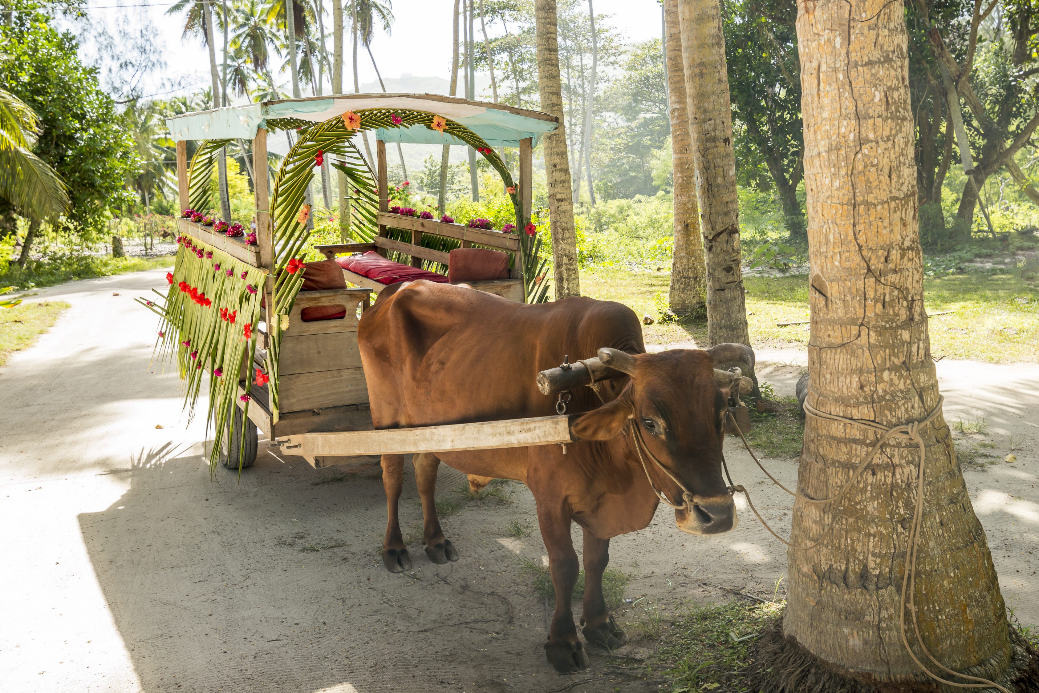 Ossenkar op La Digue in de Seychellen