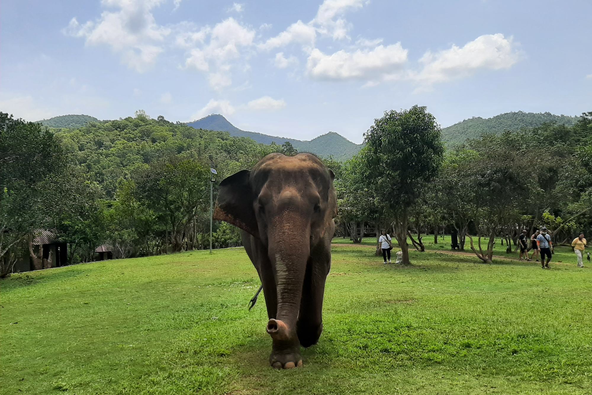 Elephant Friends Experience 2 dagen I Thailand - 333travel