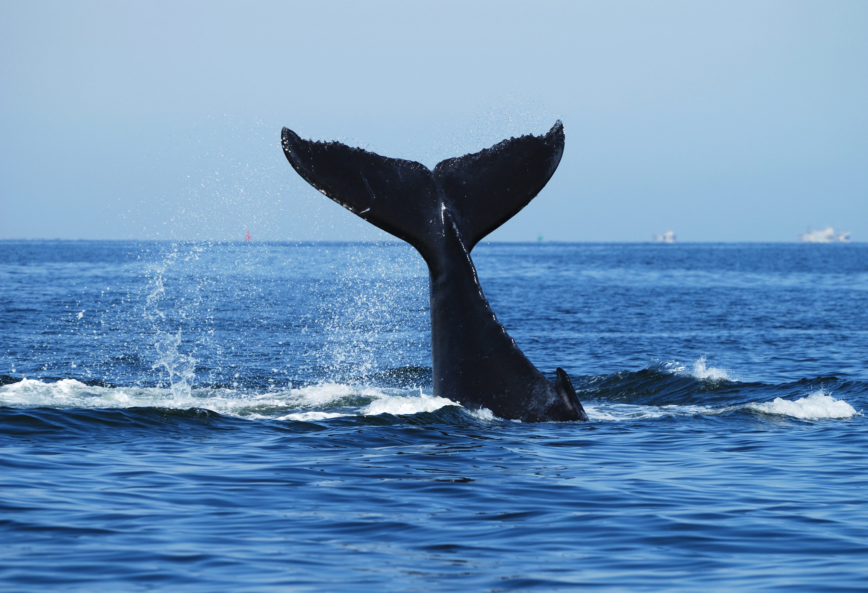 Walvis bij Swakopmund,  Namibië