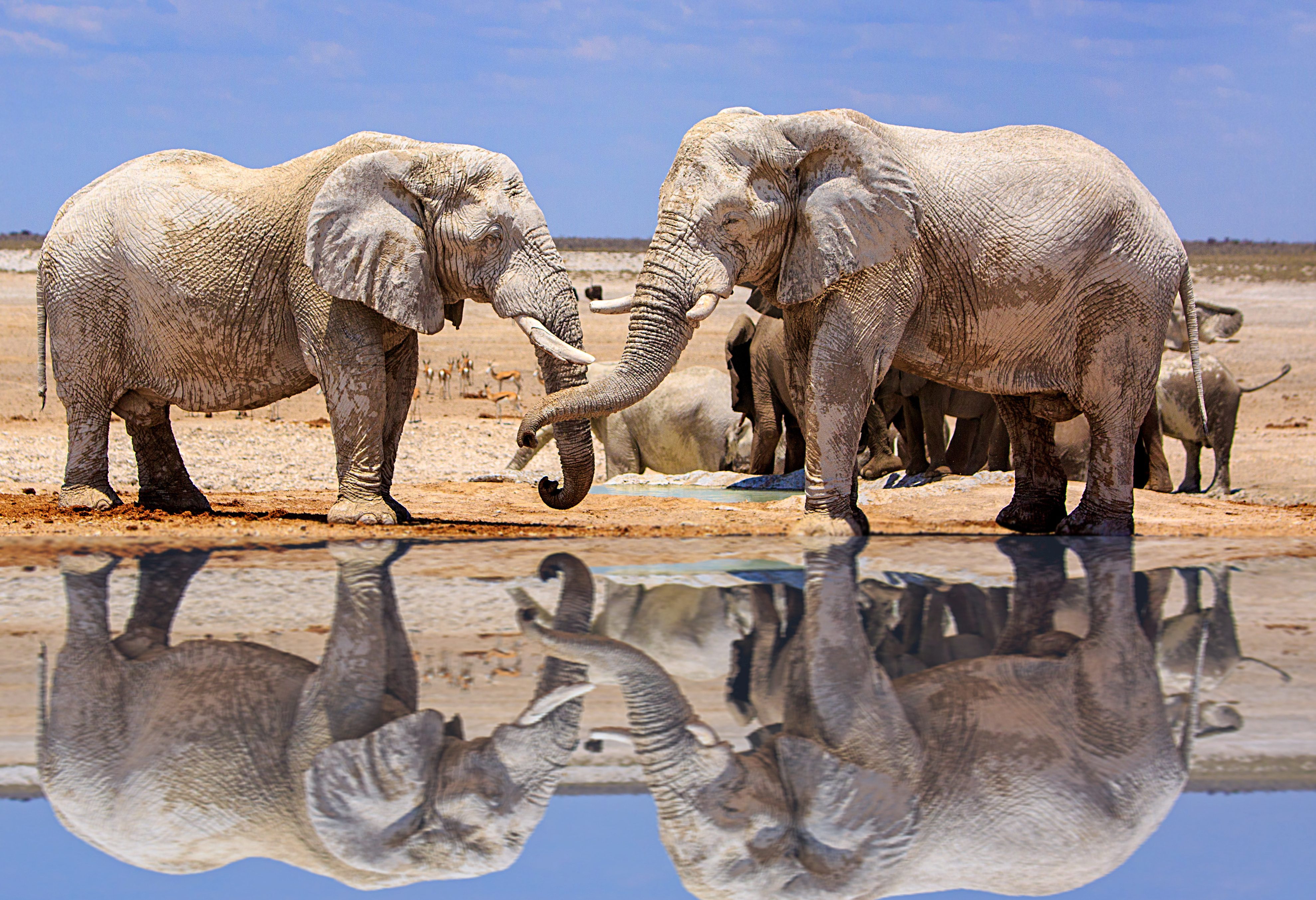 Olifanten bij Ethosa in  Namibië