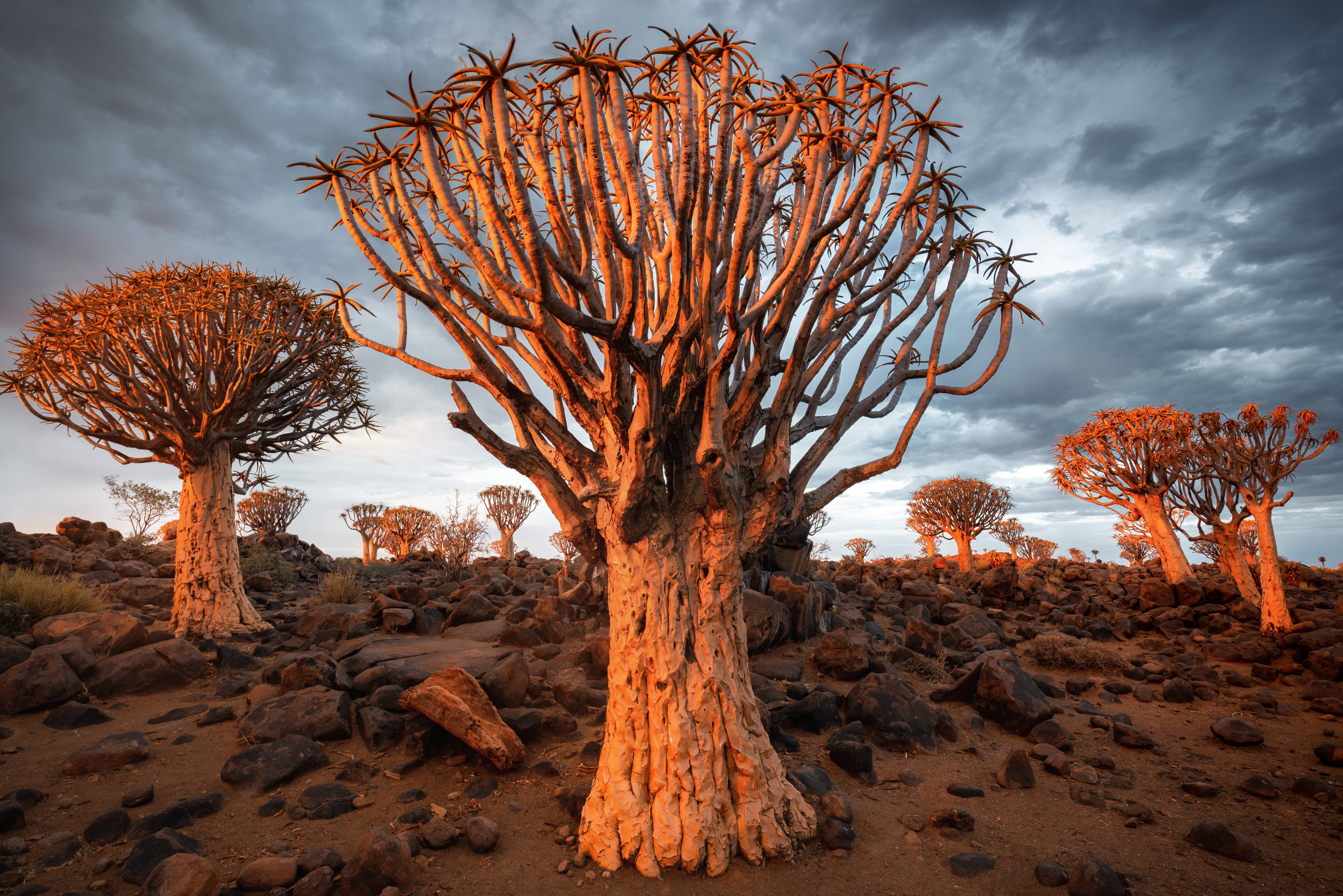 Quiver Tree Forest in Namibië
