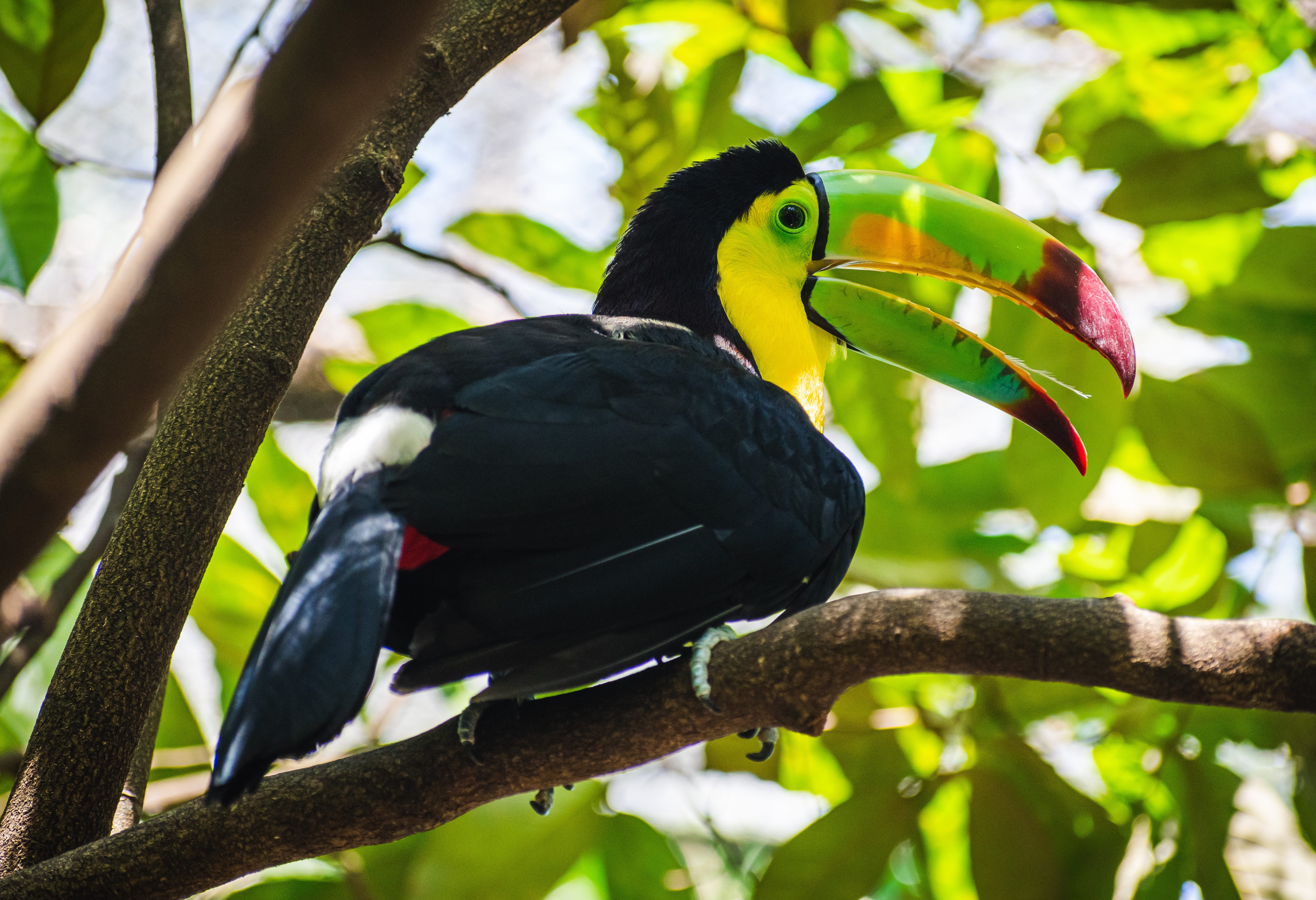 Kleurrijke toekan in de jungle van Palenque in Chiapas in Mexico