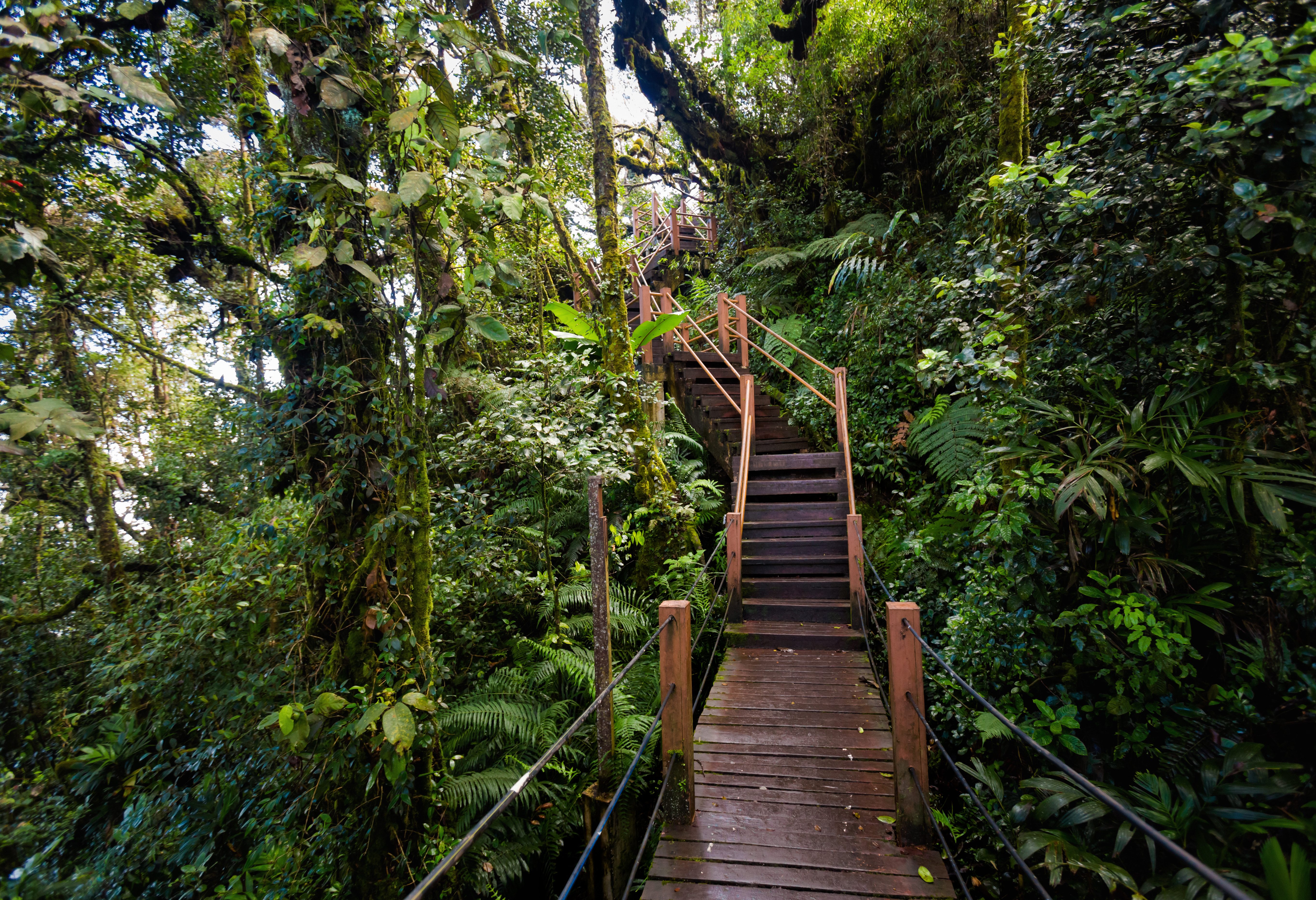 Mossy Forest in de Cameron Highlands