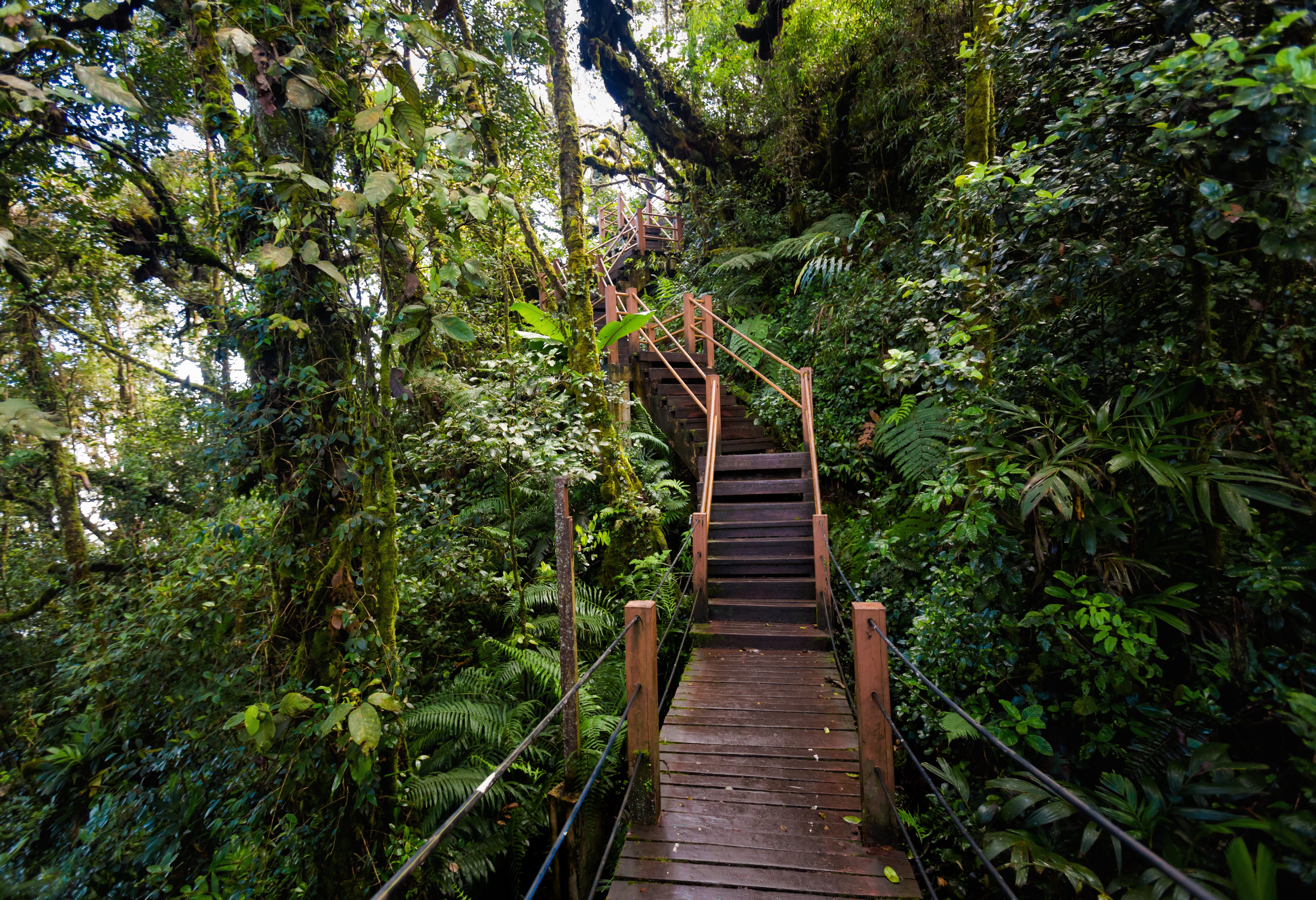 Mossy Forest bij Cameron Highlands