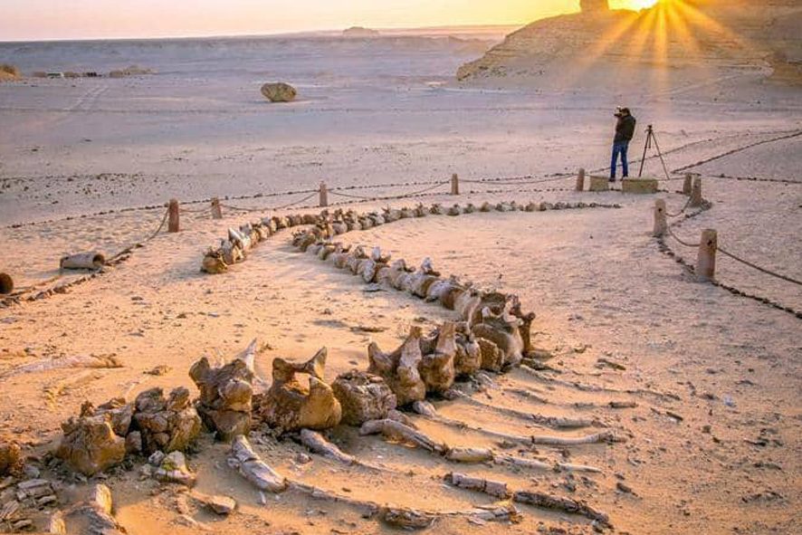 Wadi hitan in Egypte