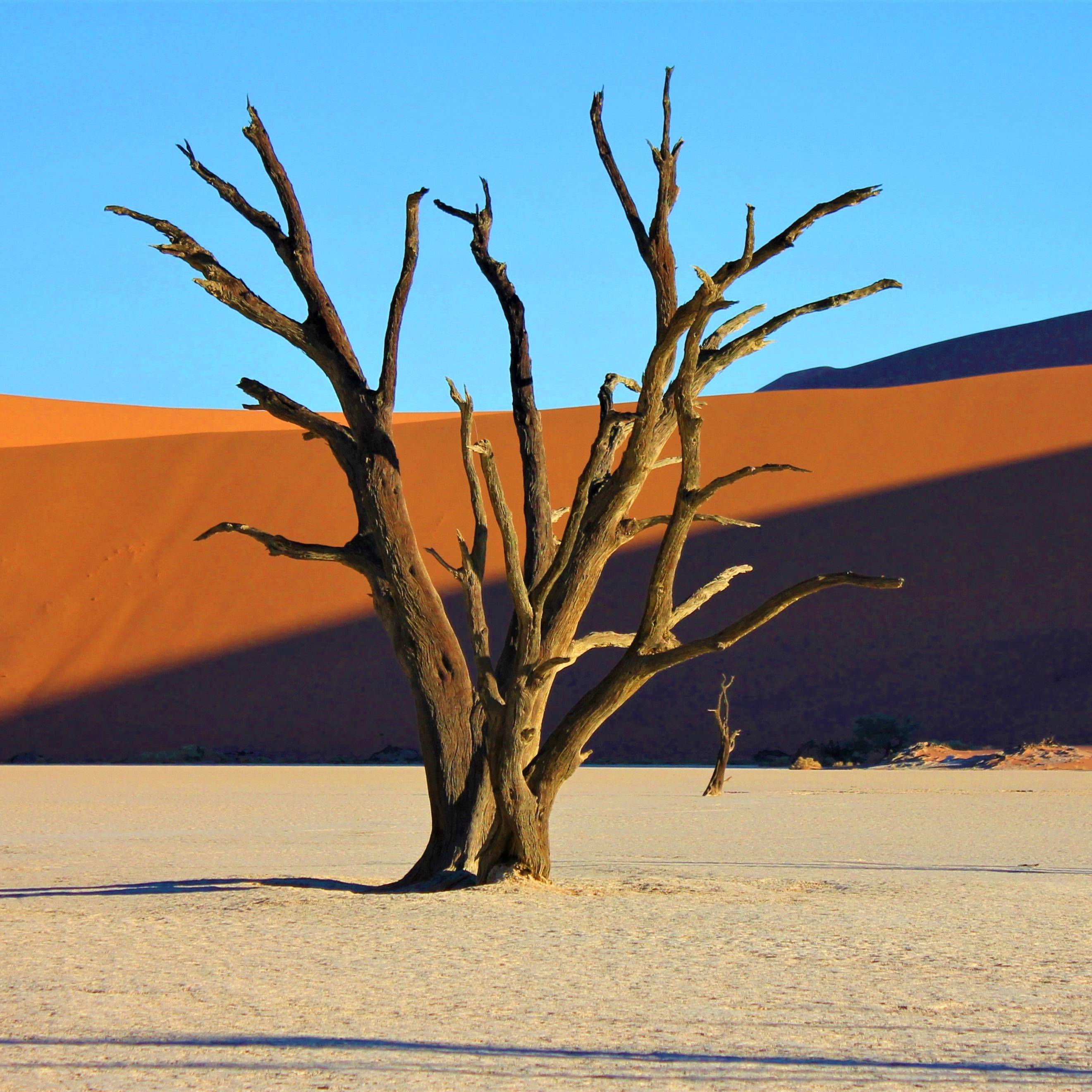 Sossusvlei en Deadvlei Namibië