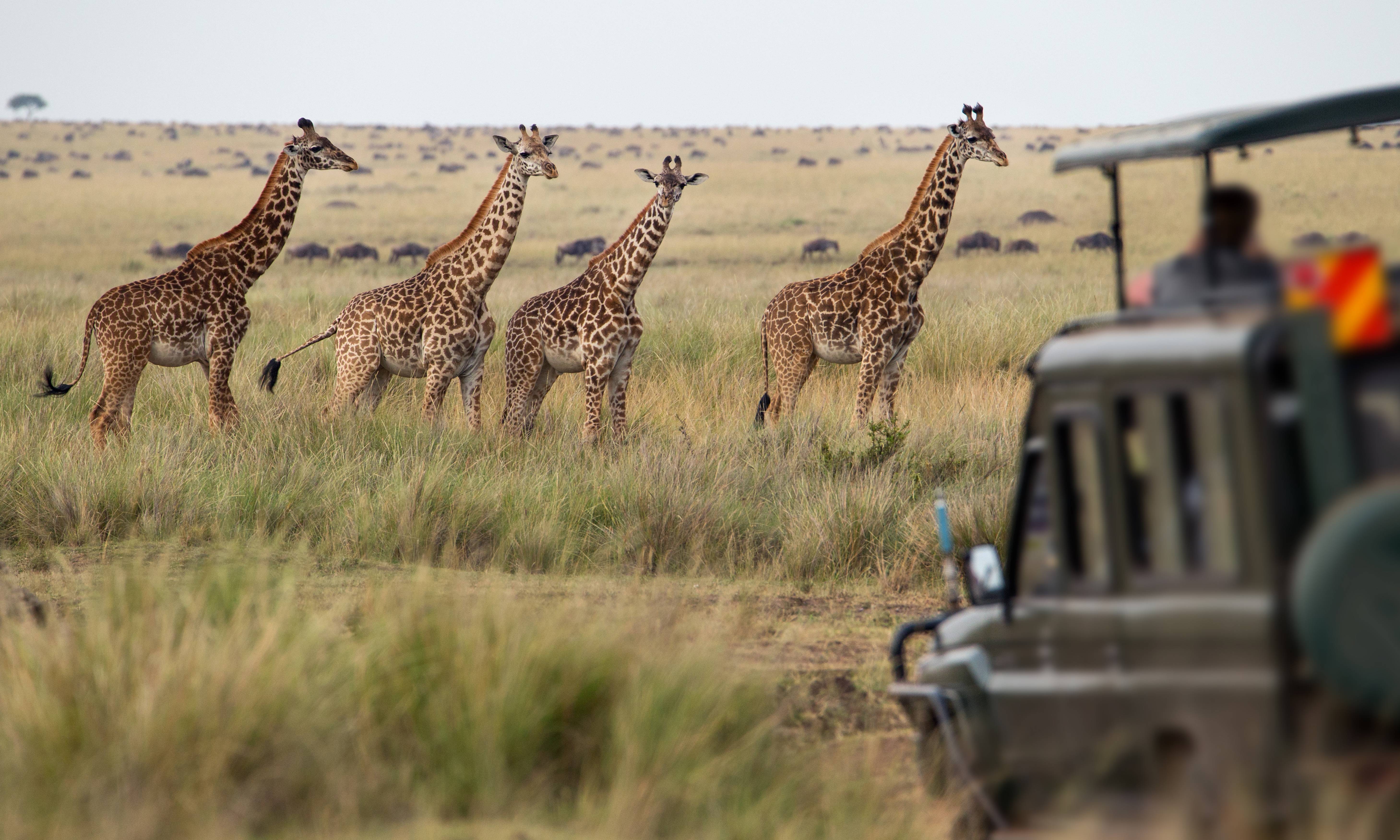 Etosha Safari