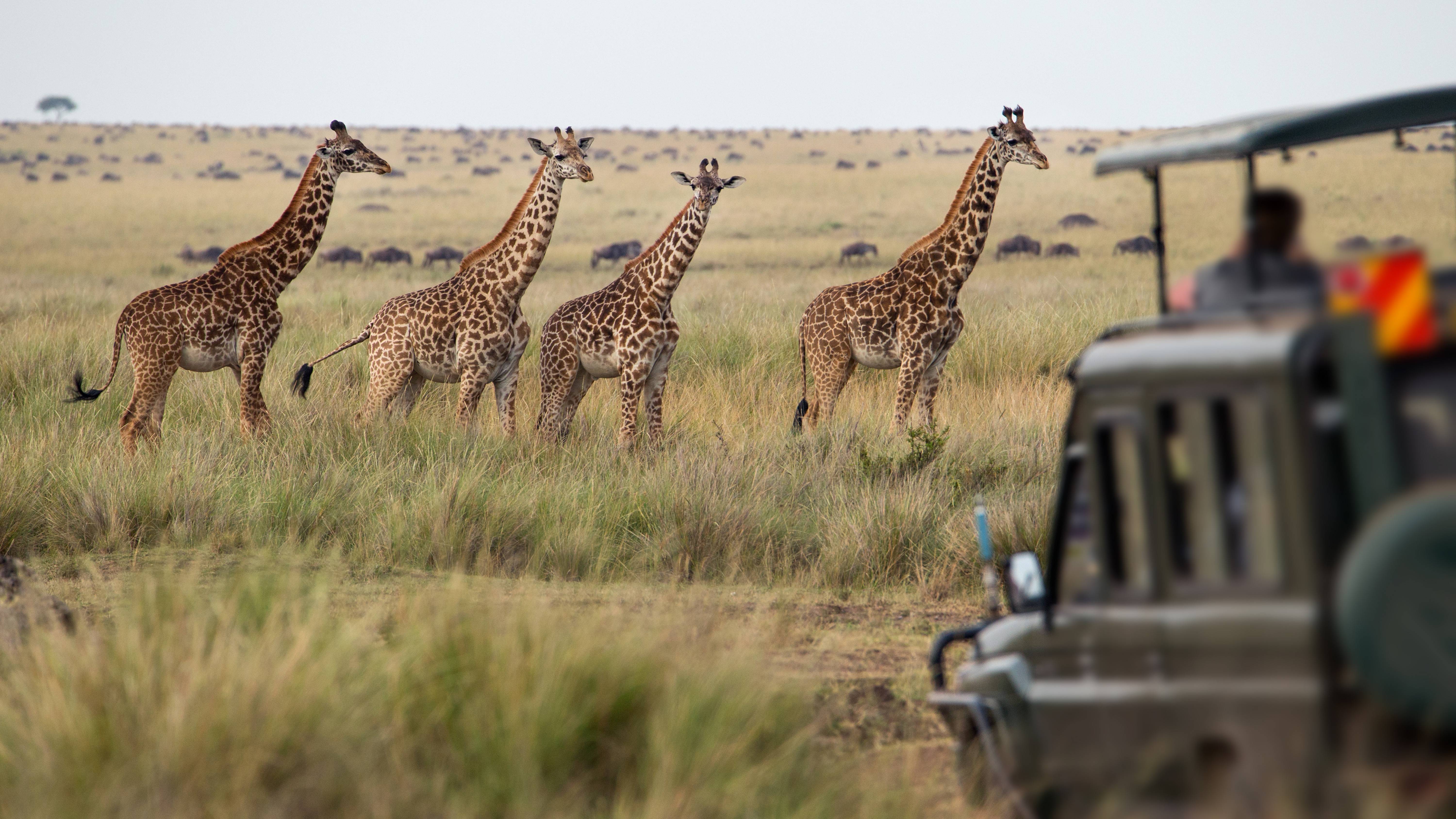 Op Safari in Etosha