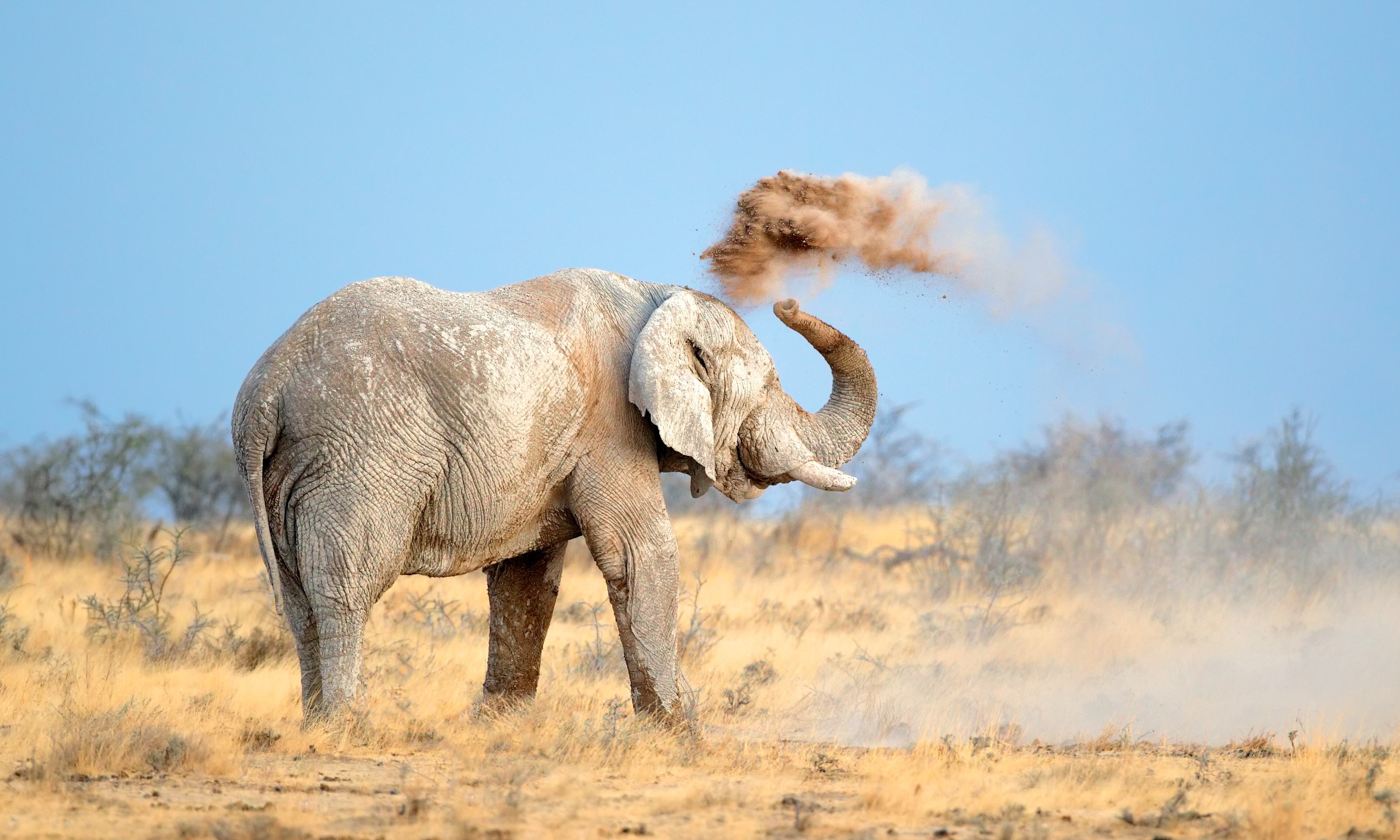 Safari Etosha Namibië