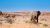 Woestijn olifanten in Damaraland